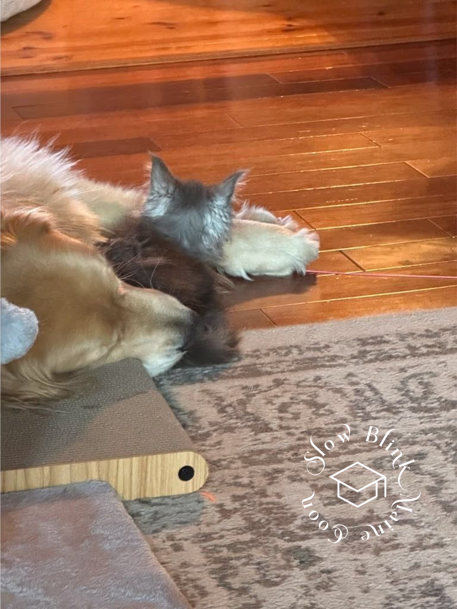 black smoke maine coon kitten | female | ems code mco ns | taken 2024 | age 5 months old Customer Pictures of their Maine Coon Cats and Kittens who "Graduated" from SlowBlink MaineCoons > black smoke maine coon kitten | female | ems code mco ns | taken 2024 | age 5 months old | idx14