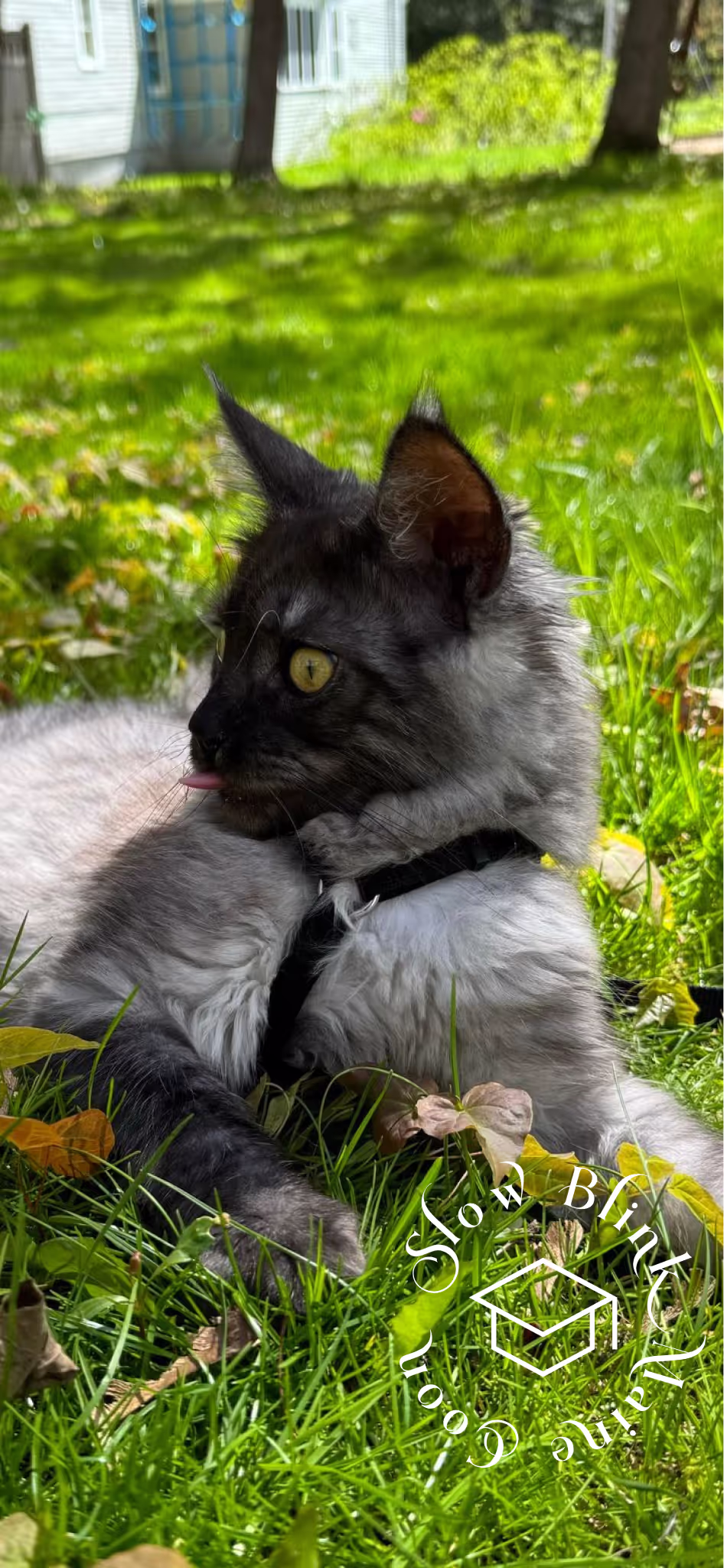 black smoke maine coon kitten | male | ems code mco ns | taken 2024 | age 5 months old Customer Pictures of their Maine Coon Cats and Kittens who "Graduated" from SlowBlink MaineCoons > black smoke maine coon kitten | male | ems code mco ns | taken 2024 | age 5 months old | idx01