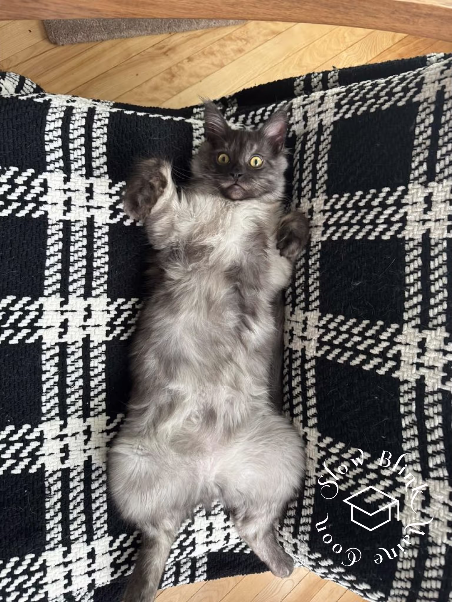black smoke maine coon kitten | male | ems code mco ns | taken 2024 | age 5 months old Customer Pictures of their Maine Coon Cats and Kittens who "Graduated" from SlowBlink MaineCoons > black smoke maine coon kitten | male | ems code mco ns | taken 2024 | age 5 months old | idx02