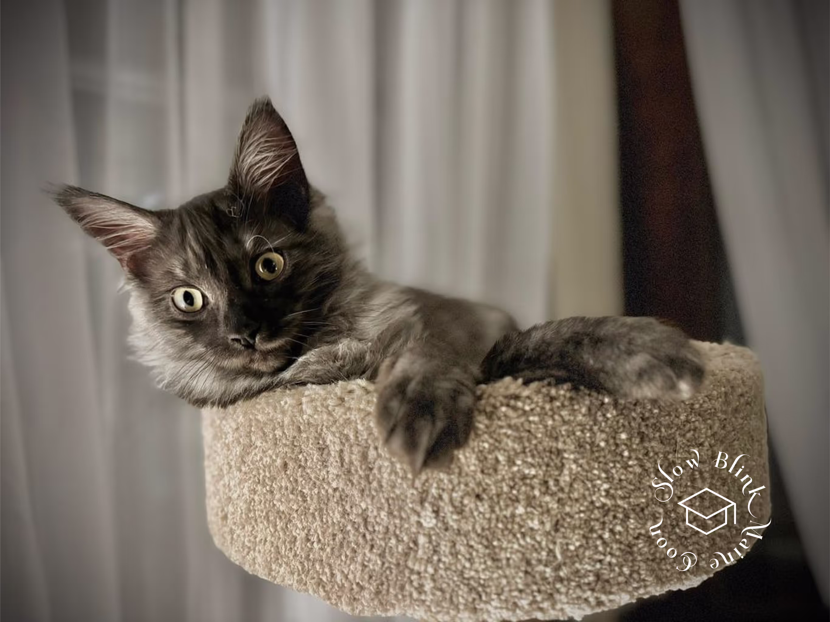black smoke maine coon kitten | male | ems code mco ns | taken 2024 | age 5 months old Customer Pictures of their Maine Coon Cats and Kittens who "Graduated" from SlowBlink MaineCoons > black smoke maine coon kitten | male | ems code mco ns | taken 2024 | age 5 months old | idx03