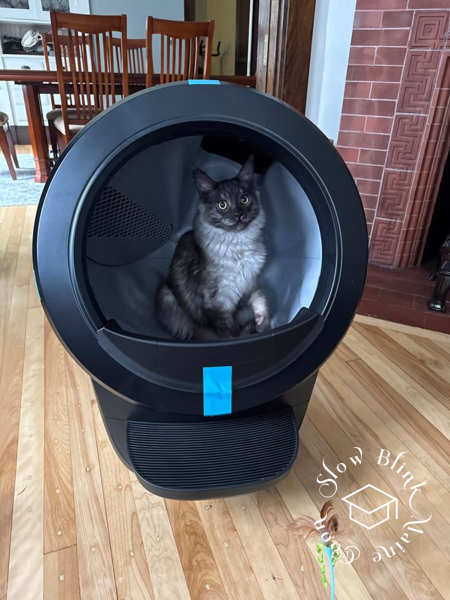 black smoke maine coon kitten | male | ems code mco ns | taken 2024 | age 5 months old Customer Pictures of their Maine Coon Cats and Kittens who "Graduated" from SlowBlink MaineCoons > black smoke maine coon kitten | male | ems code mco ns | taken 2024 | age 5 months old | idx05