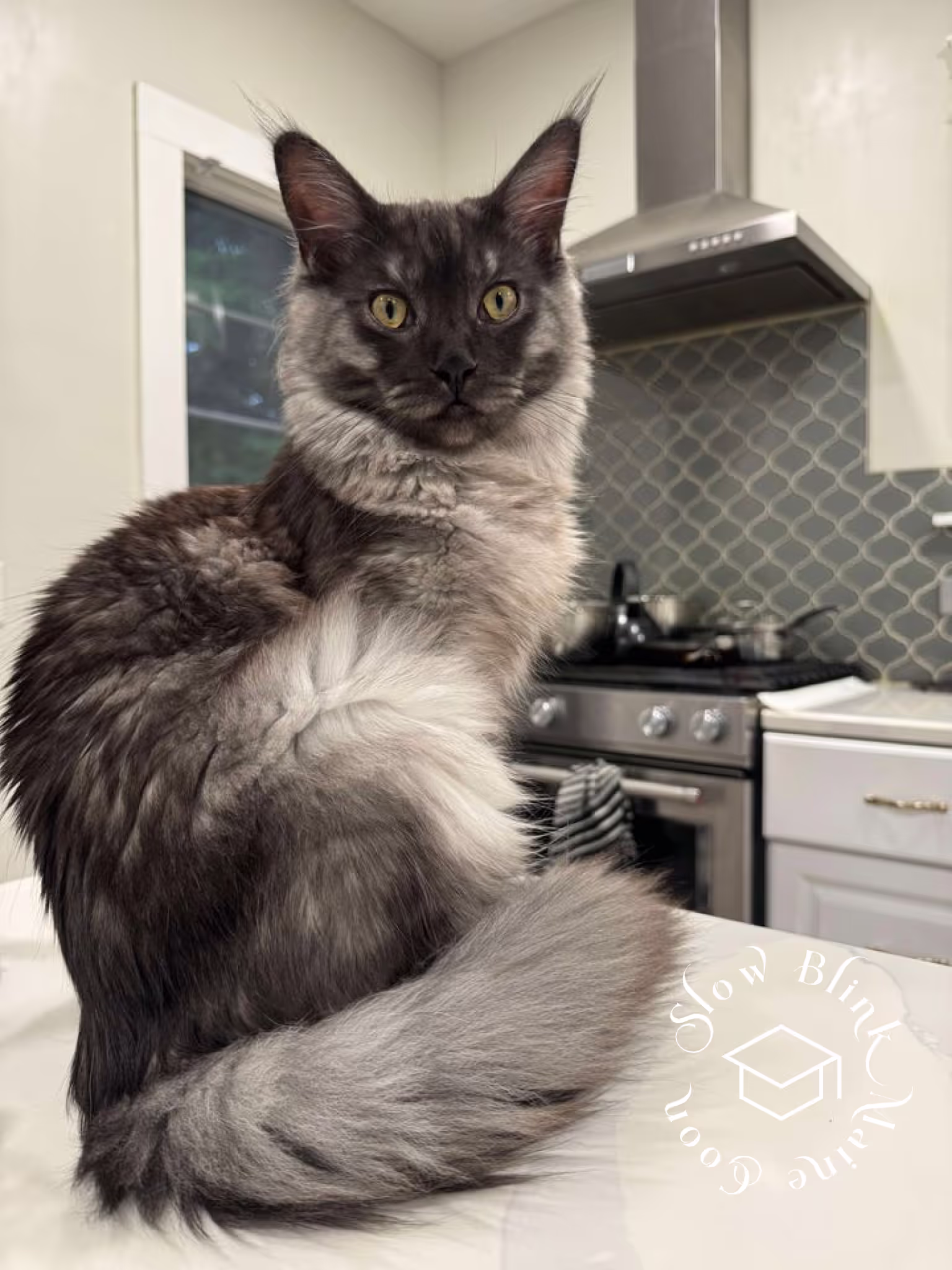 black smoke maine coon kitten | male | ems code mco ns | taken 2024 | age 5 months old Customer Pictures of their Maine Coon Cats and Kittens who "Graduated" from SlowBlink MaineCoons > black smoke maine coon kitten | male | ems code mco ns | taken 2024 | age 5 months old | idx06