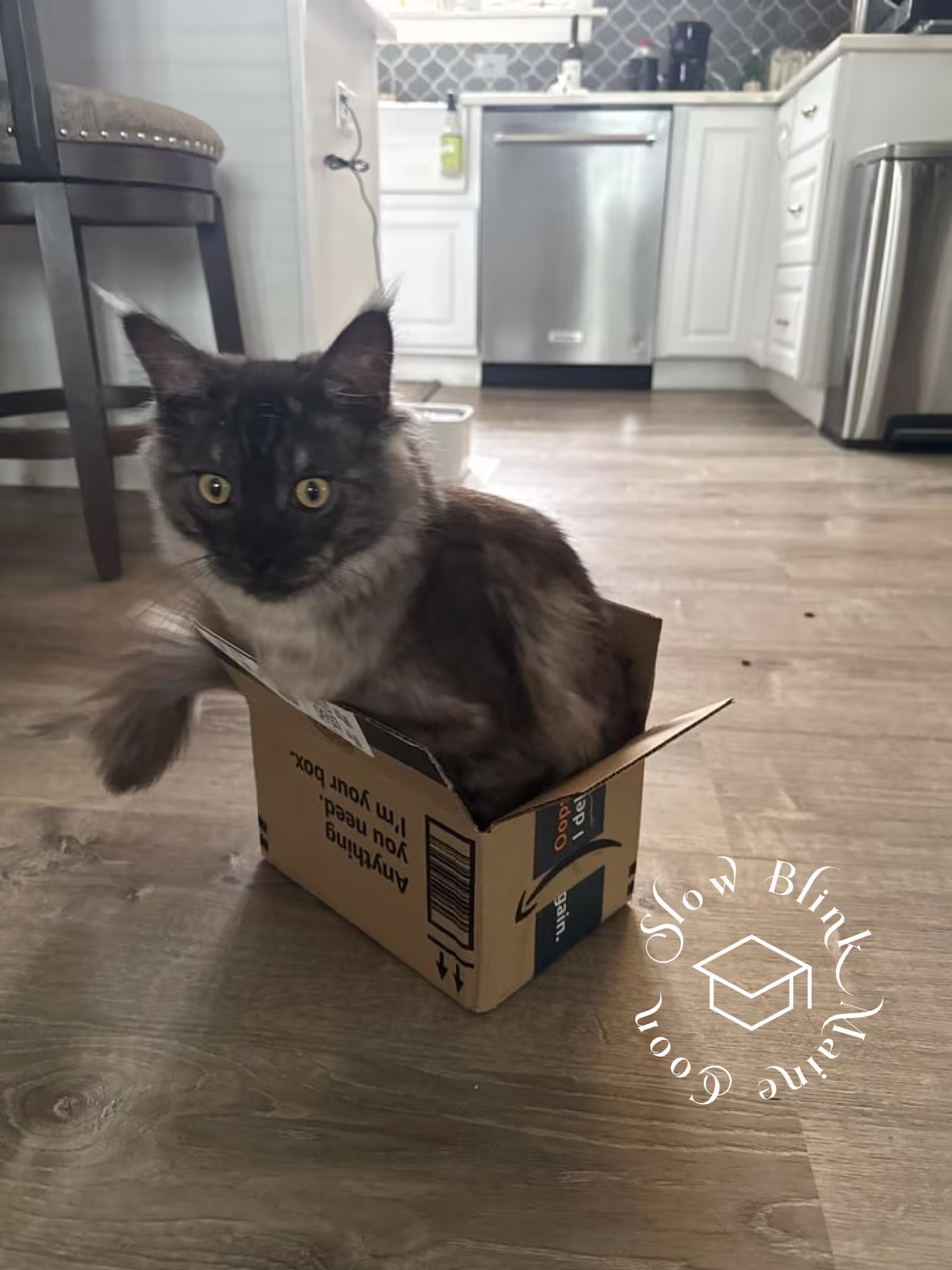 black smoke maine coon kitten | male | ems code mco ns | taken 2024 | age 5 months old Customer Pictures of their Maine Coon Cats and Kittens who "Graduated" from SlowBlink MaineCoons > black smoke maine coon kitten | male | ems code mco ns | taken 2024 | age 5 months old | idx07