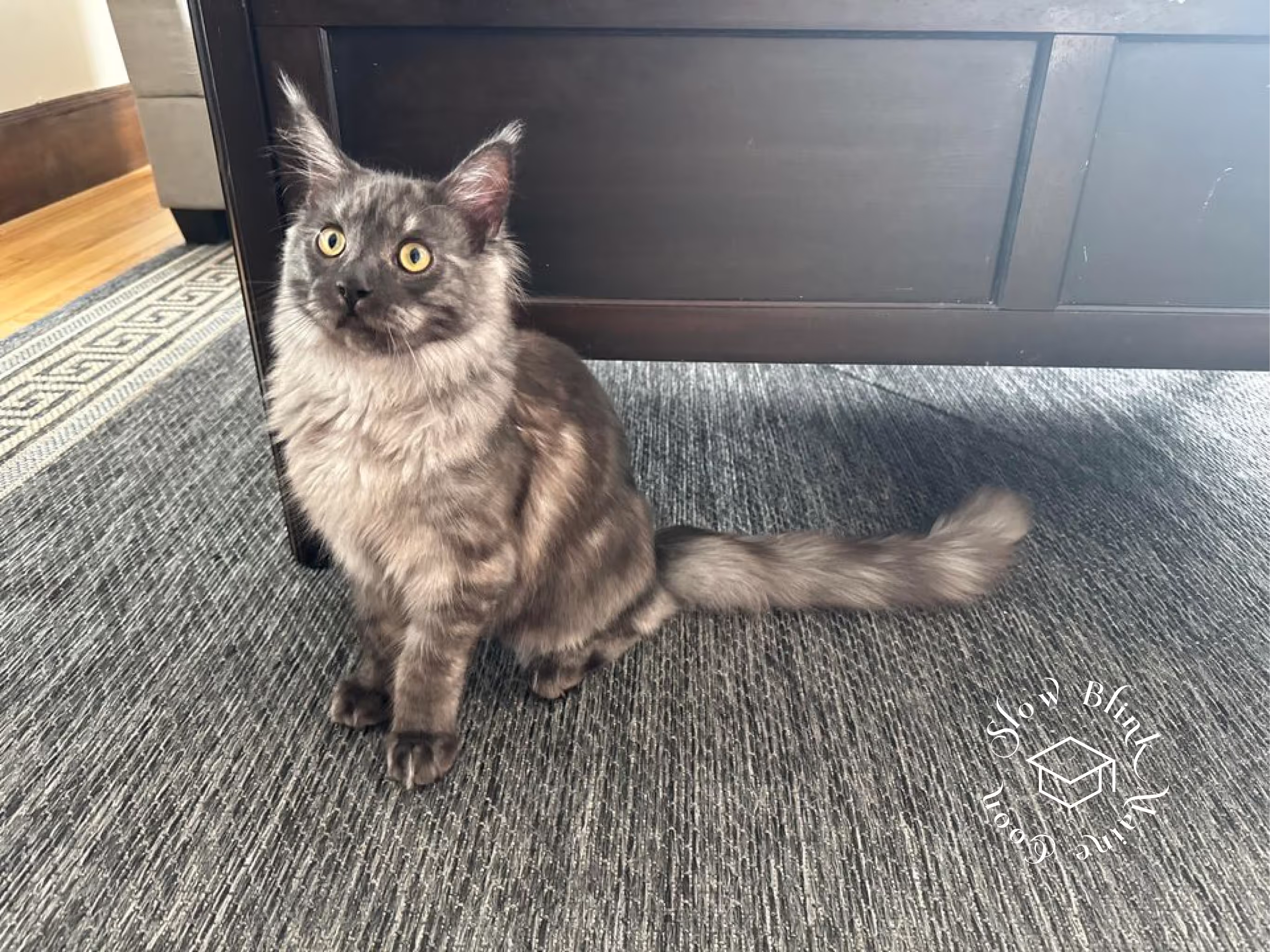 black smoke maine coon kitten | male | ems code mco ns | taken 2024 | age 5 months old Customer Pictures of their Maine Coon Cats and Kittens who "Graduated" from SlowBlink MaineCoons > black smoke maine coon kitten | male | ems code mco ns | taken 2024 | age 5 months old | idx08