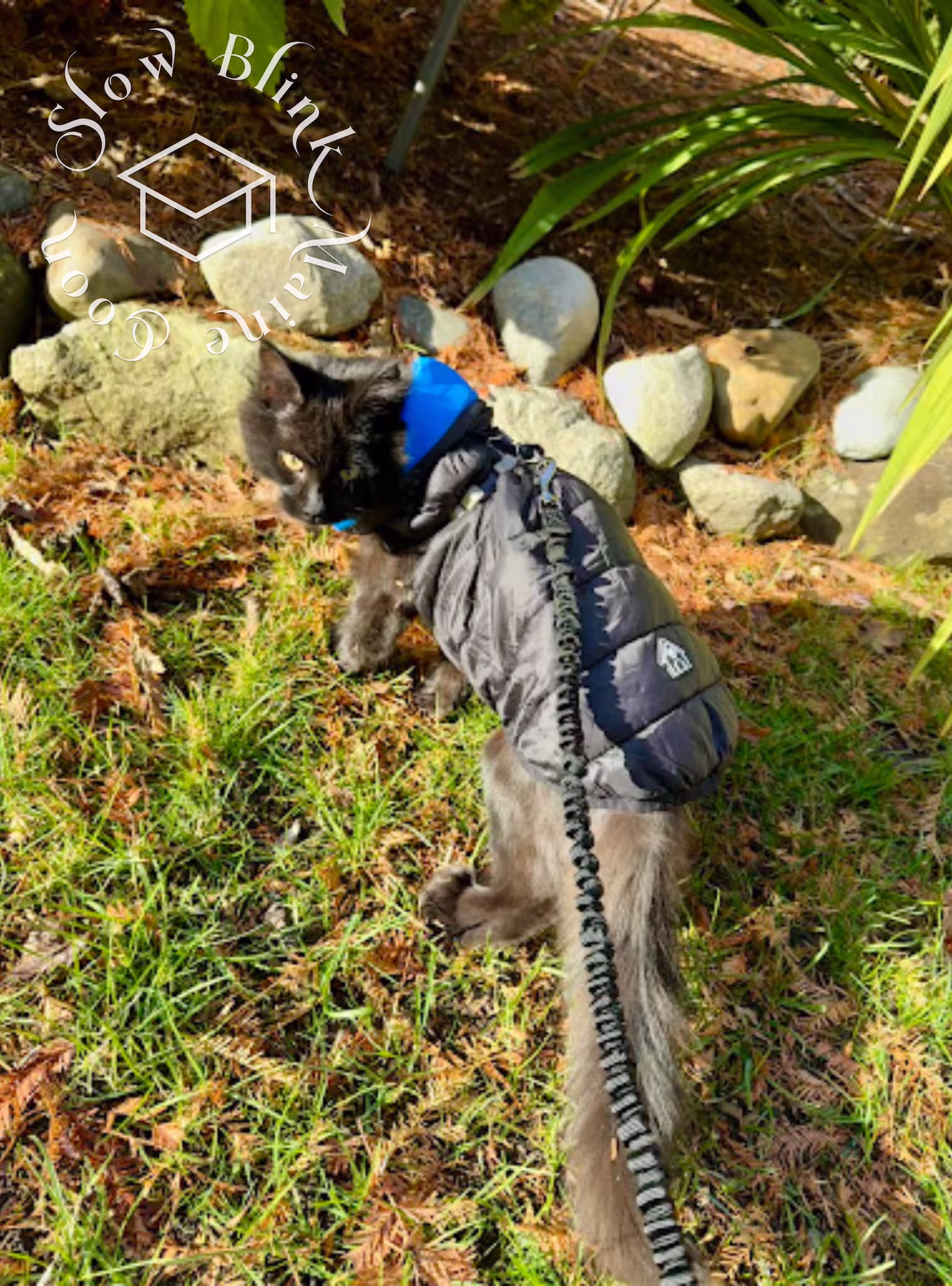 black solid maine coon kitten | ems code mcp ns | on harness leash walk outside | taken 2024 Customer Pictures of their Maine Coon Cats and Kittens who "Graduated" from SlowBlink MaineCoons > black solid maine coon kitten | ems code mcp ns | on harness leash walk outside | taken 2024 | female