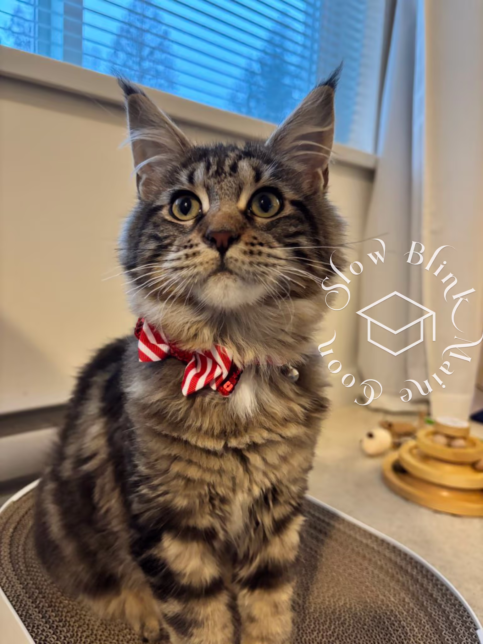 black tabby maine coon kitten | ems code mcp s 22 | poly | female | dec 2024 | age 16 weeks Customer Pictures of their Maine Coon Cats and Kittens who "Graduated" from SlowBlink MaineCoons > black tabby maine coon kitten | ems code mcp s 22 | poly | female | dec 2024 | age 16 weeks | idx 1