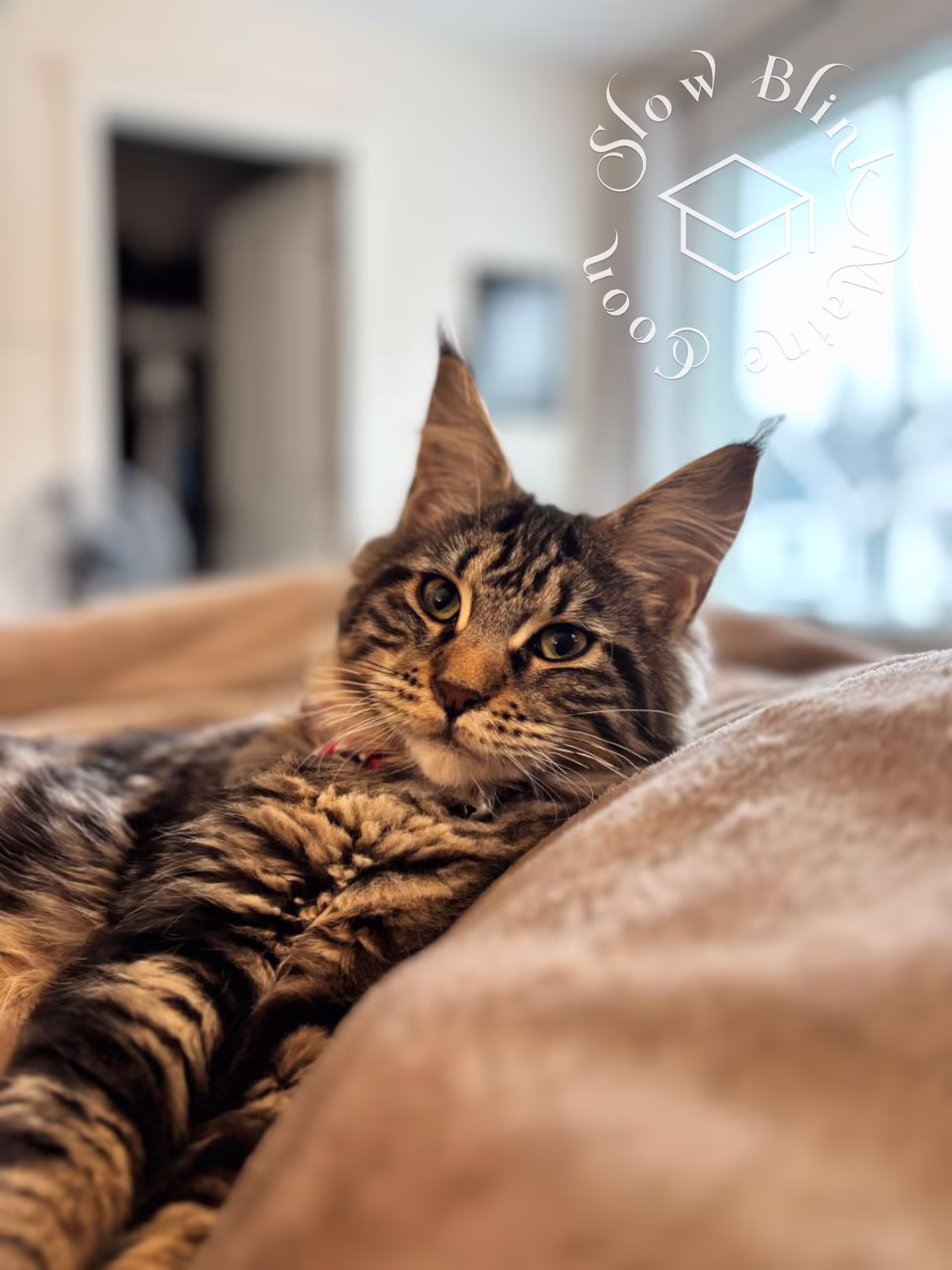 black tabby maine coon kitten | ems code mcp s 22 | poly | female | dec 2024 | age 16 weeks Customer Pictures of their Maine Coon Cats and Kittens who "Graduated" from SlowBlink MaineCoons > black tabby maine coon kitten | ems code mcp s 22 | poly | female | dec 2024 | age 16 weeks | idx 2