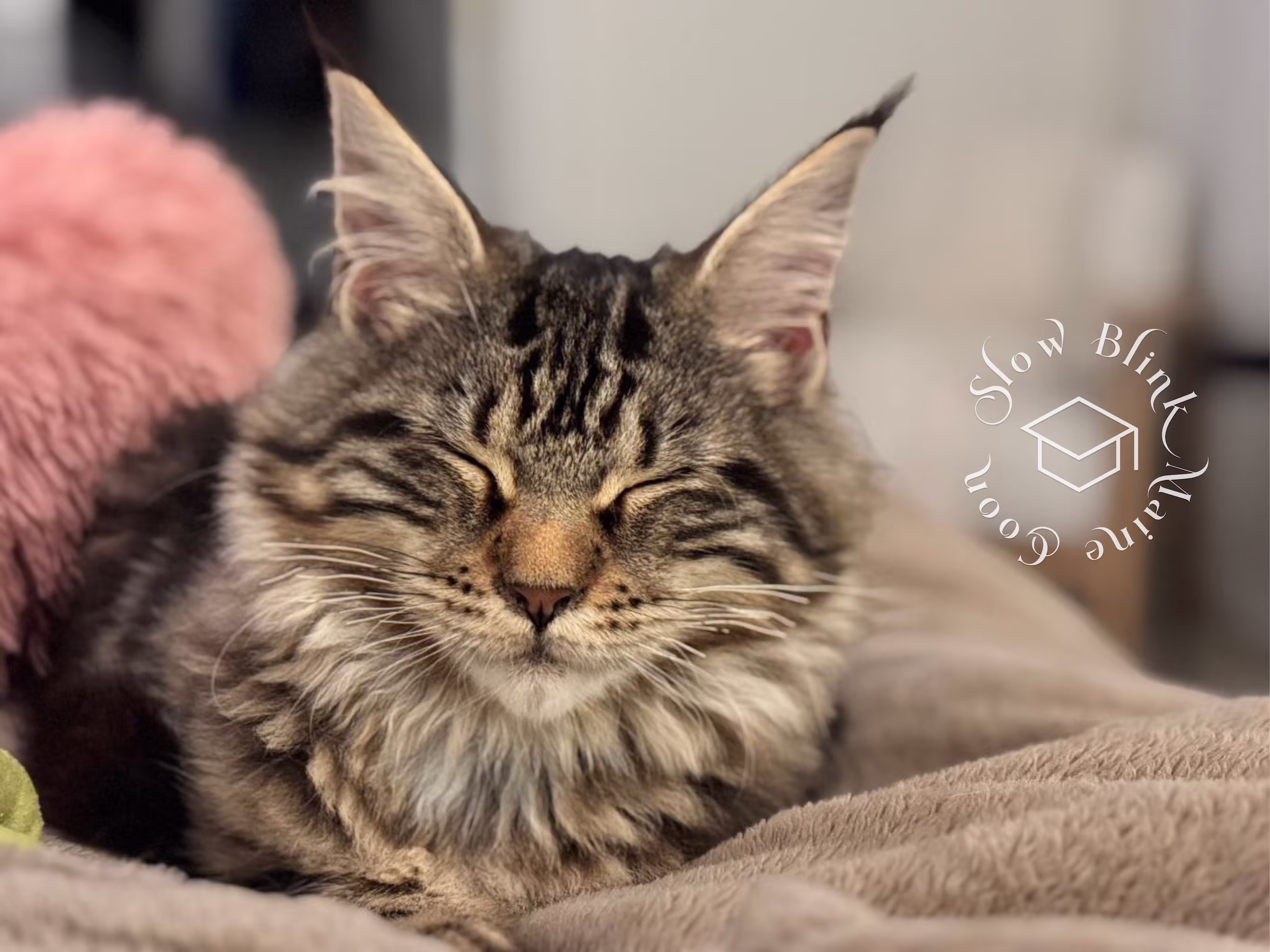 black tabby maine coon kitten | ems code mcp s 22 | poly | female | dec 2024 | age 16 weeks Customer Pictures of their Maine Coon Cats and Kittens who "Graduated" from SlowBlink MaineCoons > black tabby maine coon kitten | ems code mcp s 22 | poly | female | dec 2024 | age 16 weeks | idx 3