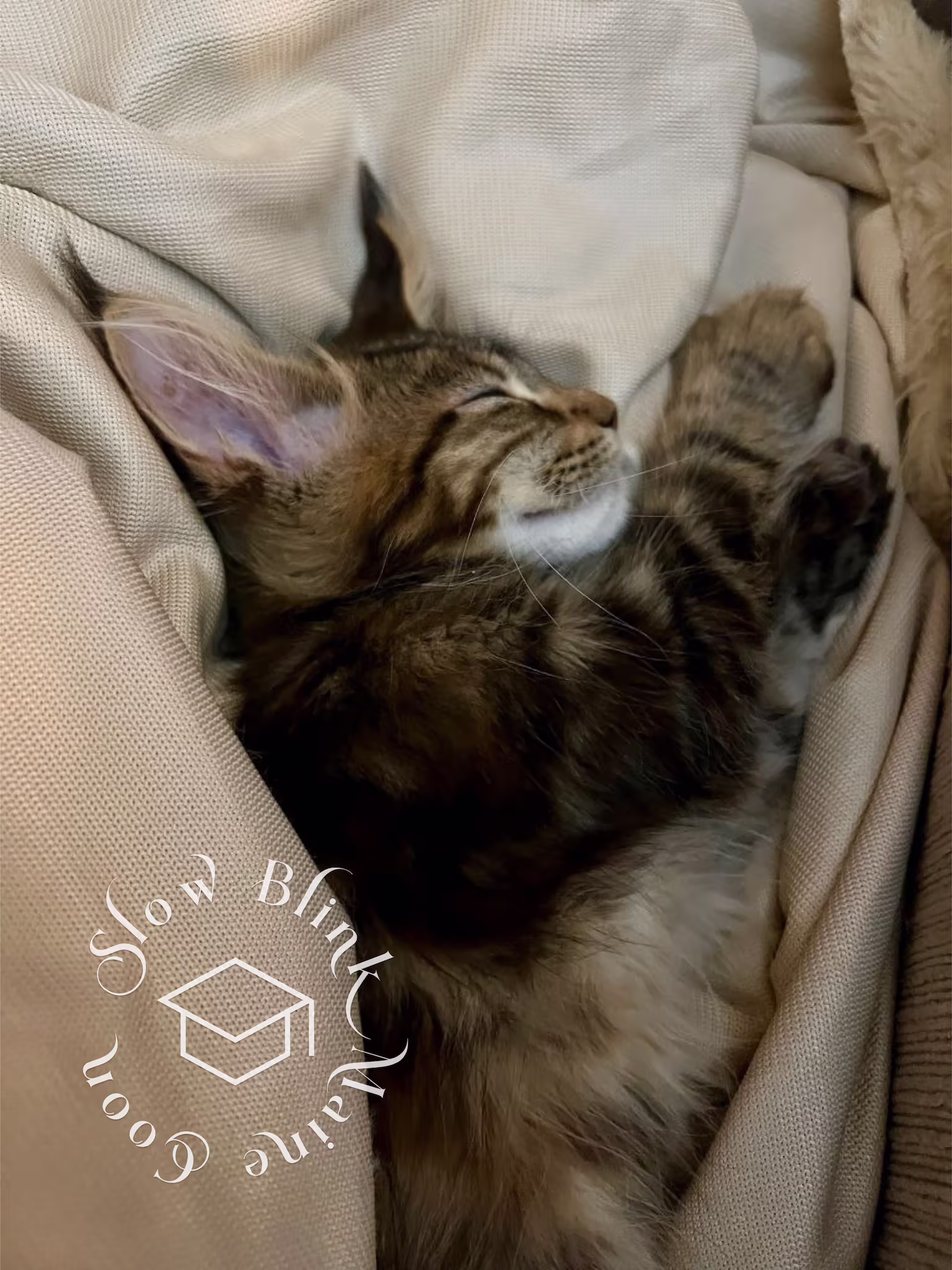 black tabby maine coon kitten | ems code mcp s 22 | poly | female | dec 2024 | age 16 weeks Customer Pictures of their Maine Coon Cats and Kittens who "Graduated" from SlowBlink MaineCoons > black tabby maine coon kitten | ems code mcp s 22 | poly | female | dec 2024 | age 16 weeks | idx 4