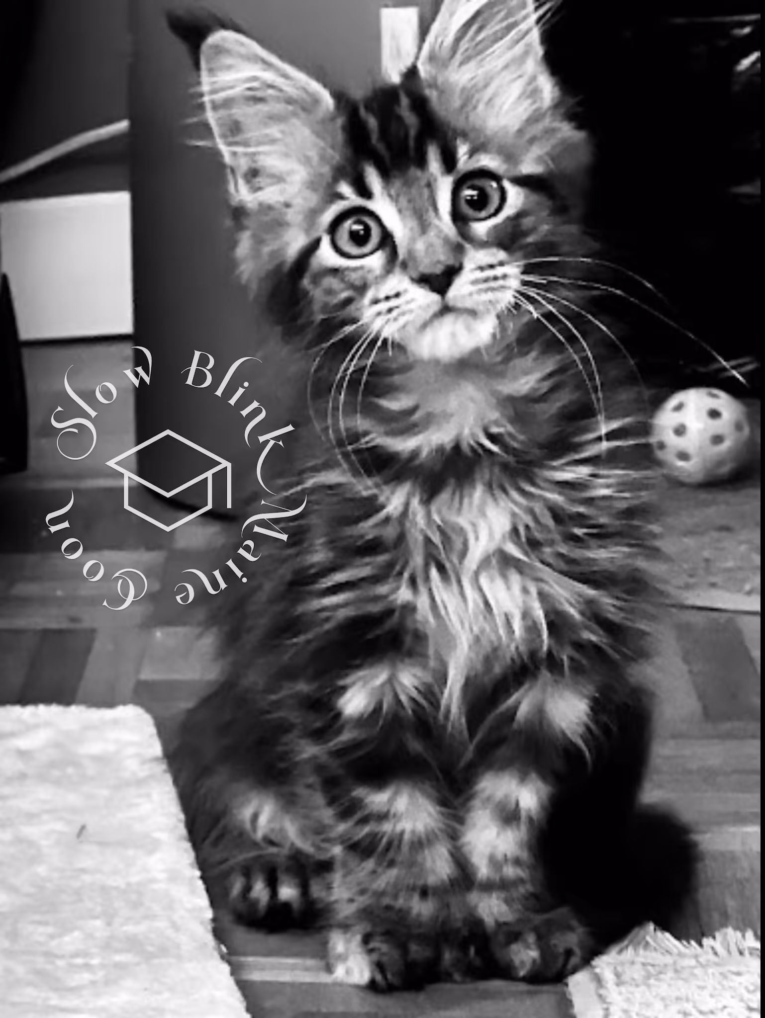 black torbie female poly maine coon kitten | female | ems code mcp fs 22 | photographer dr erica harris | taken nov 2024 Customer Pictures of their Maine Coon Cats and Kittens who "Graduated" from SlowBlink MaineCoons > black torbie female poly maine coon kitten | female | ems code mcp fs 22 | photographer dr erica harris | taken nov 2024 | black and white