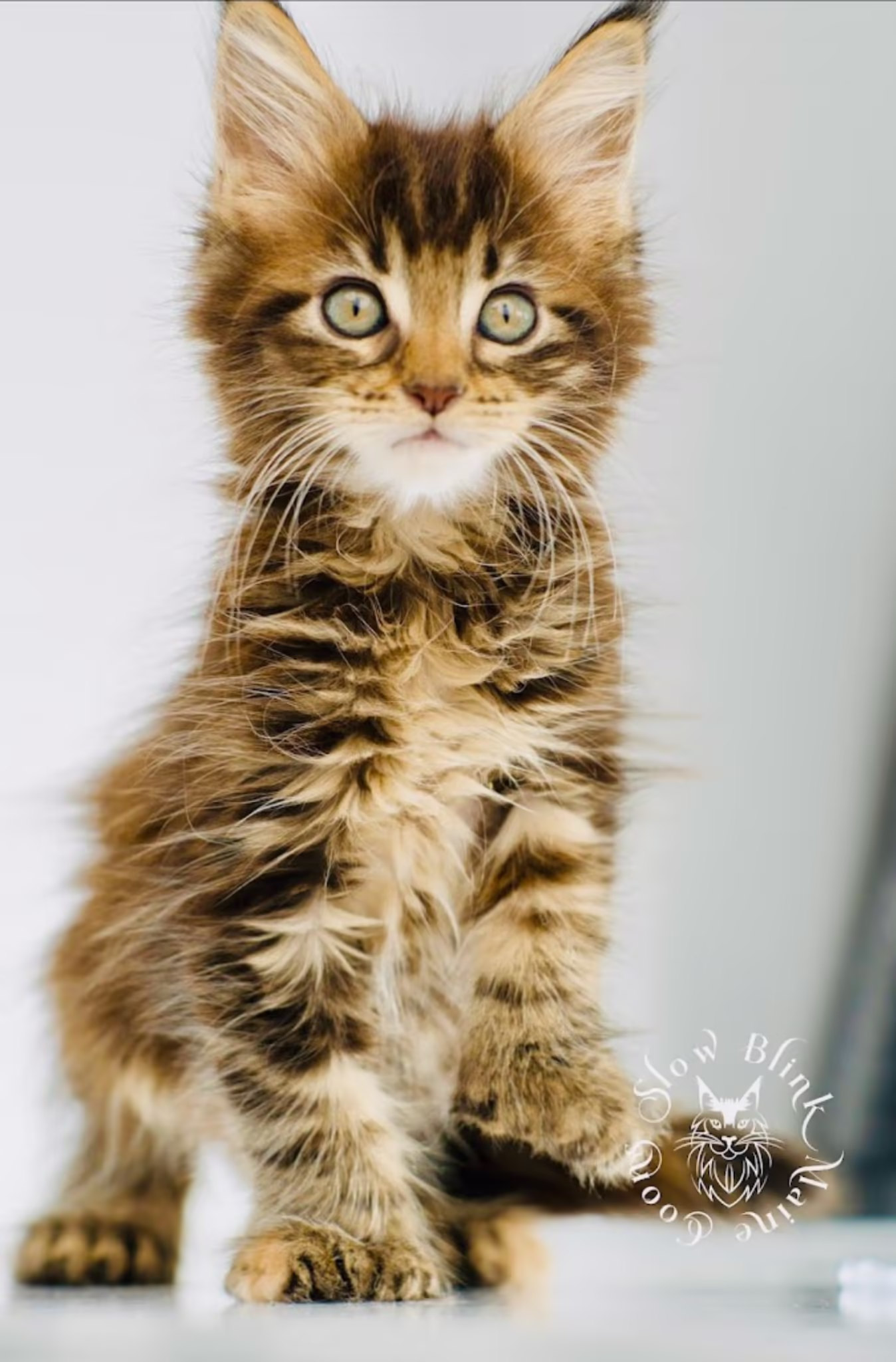 black torbie female poly maine coon kitten | female | ems code mcp fs 22 | photographer dr erica harris | taken nov 2024 Customer Pictures of their Maine Coon Cats and Kittens who "Graduated" from SlowBlink MaineCoons > black torbie female poly maine coon kitten | female | ems code mcp fs 22 | photographer dr erica harris | taken nov 2024 | edited filter