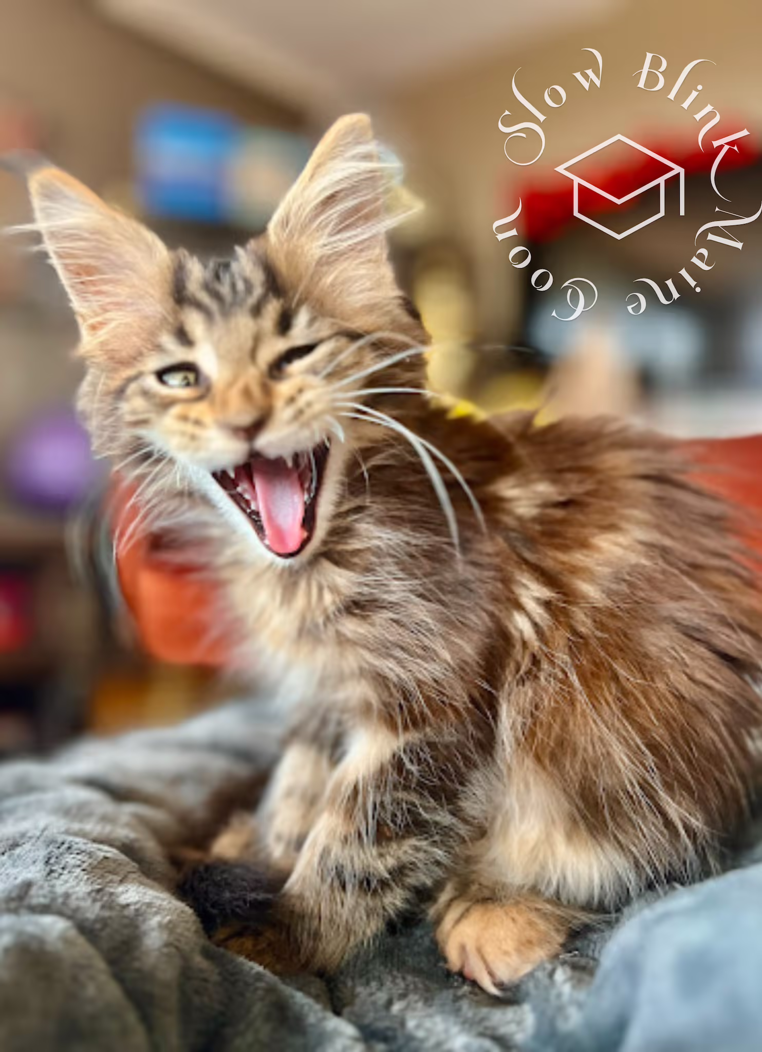 black torbie female poly maine coon kitten | female | ems code mcp fs 22 | photographer dr erica harris | taken nov 2024 Customer Pictures of their Maine Coon Cats and Kittens who "Graduated" from SlowBlink MaineCoons > black torbie female poly maine coon kitten | female | ems code mcp fs 22 | photographer dr erica harris | taken nov 2024 | yawning