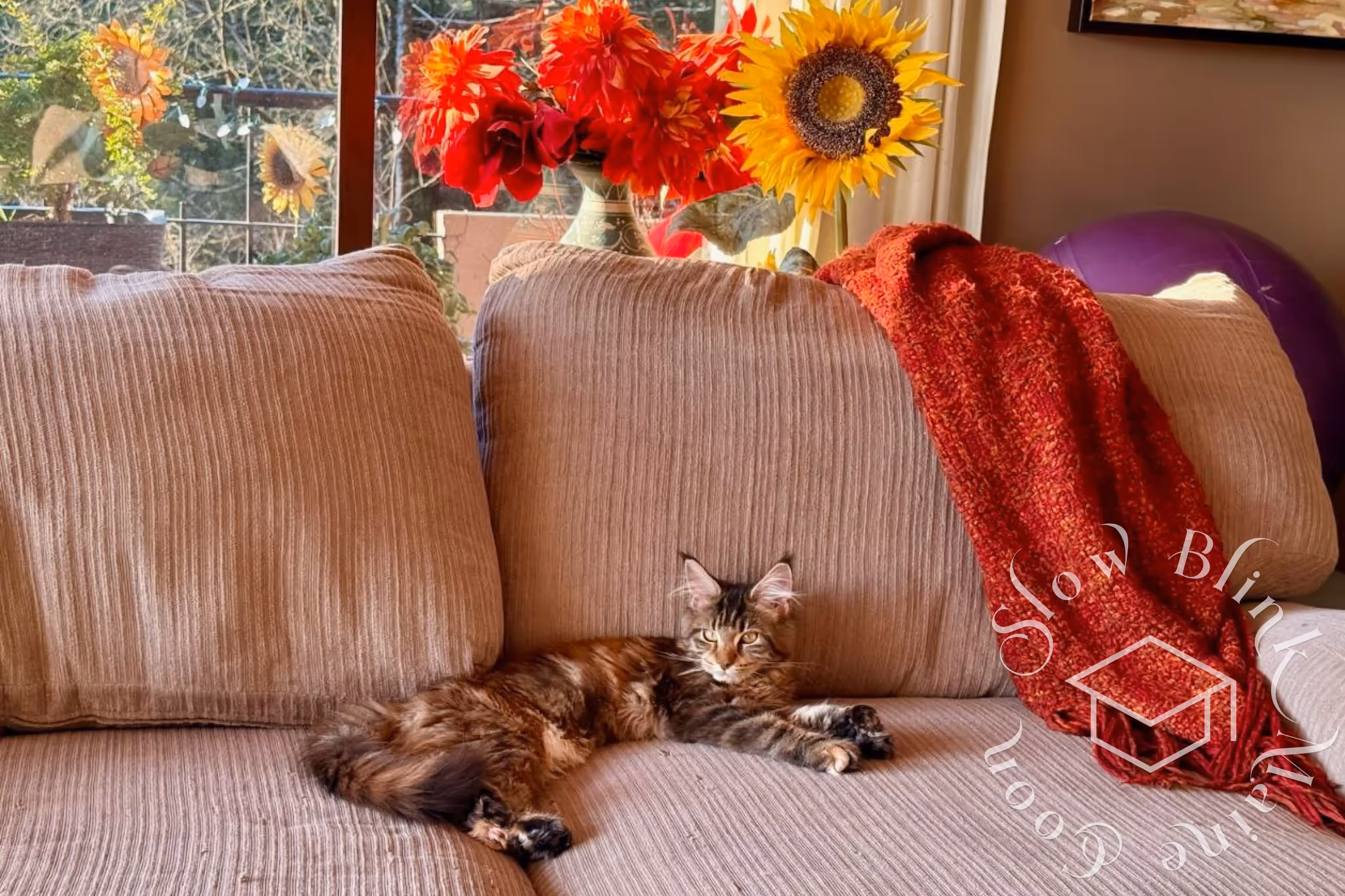 black tortie maine coon | ems code f 22 | female | customer | graduate | taken mar 2025 | description on couch | wide Customer Pictures of their Maine Coon Cats and Kittens who "Graduated" from SlowBlink MaineCoons > black tortie maine coon | ems code f 22 | female | customer | graduate | taken mar 2025 | description on couch | wide | idx 4