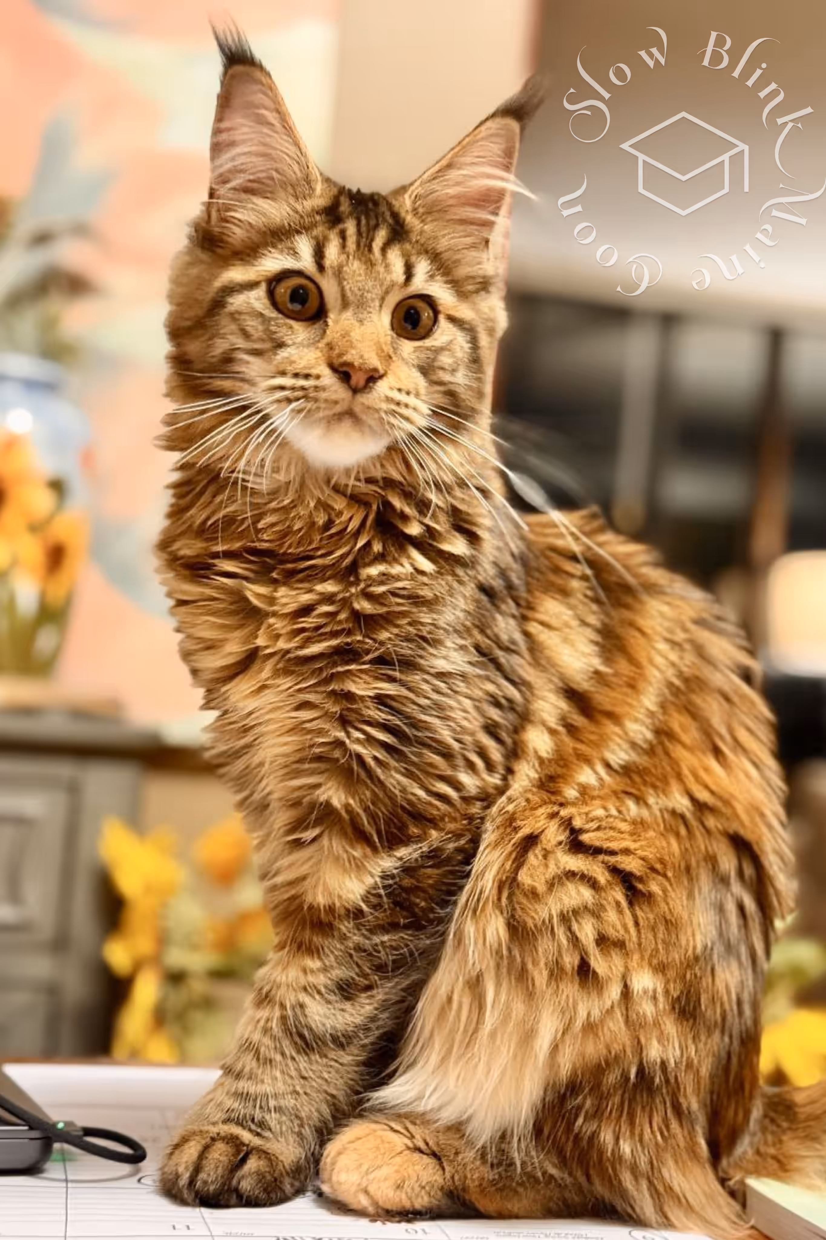 black tortie maine coon | ems code f 22 | female | customer | graduate | taken mar 2025 | description with dog window | taken mar 2025 | wide Customer Pictures of their Maine Coon Cats and Kittens who "Graduated" from SlowBlink MaineCoons > black tortie maine coon | ems code f 22 | female | customer | graduate | taken mar 2025 | description with dog window | taken mar 2025 | wide | idx 1