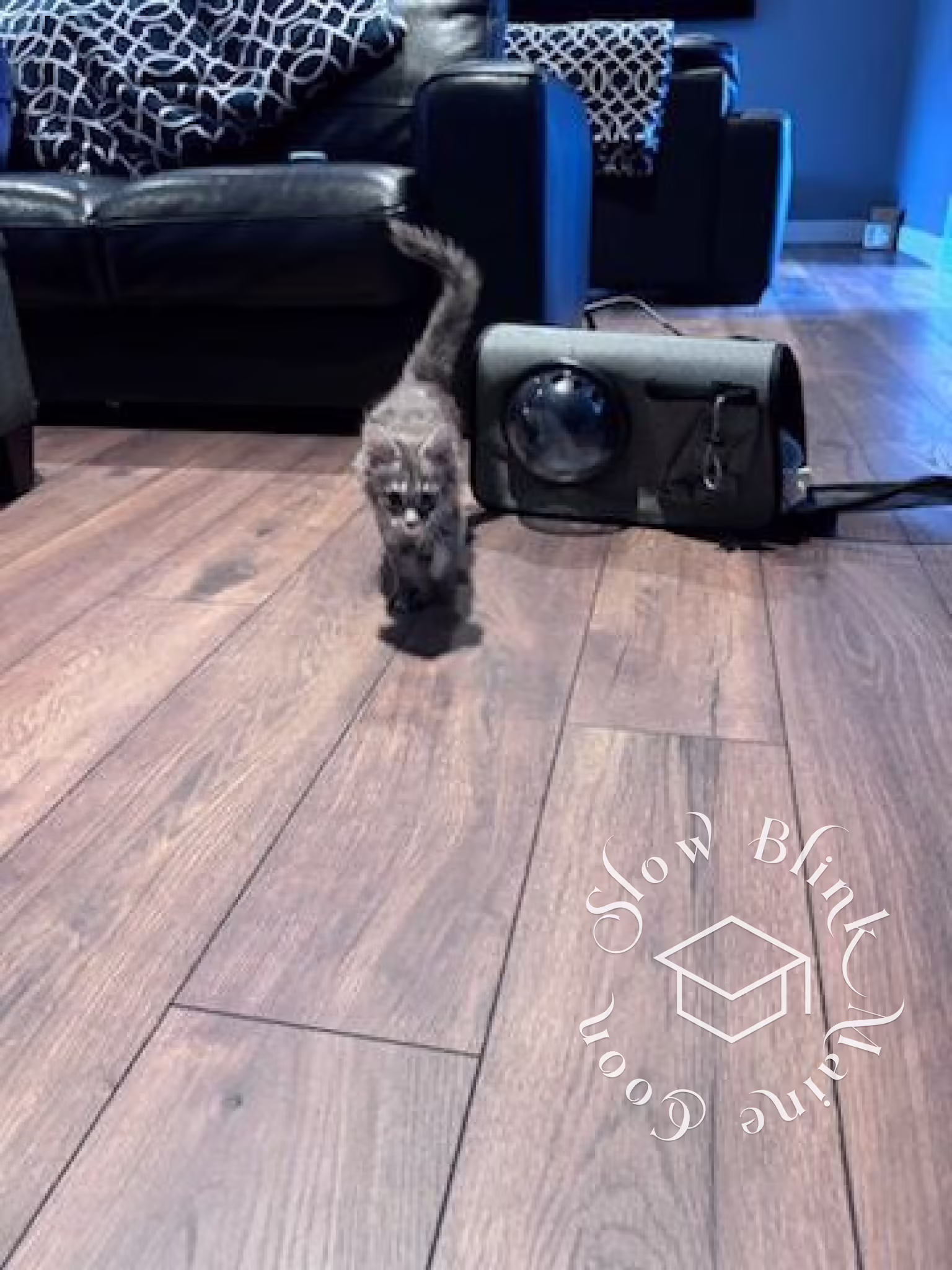 blue silver tabby female maine coon kitten | taken dec 2024 | female | poly Customer Pictures of their Maine Coon Cats and Kittens who "Graduated" from SlowBlink MaineCoons > blue silver tabby female maine coon kitten | taken dec 2024 | female | poly | ems code mcp as 22