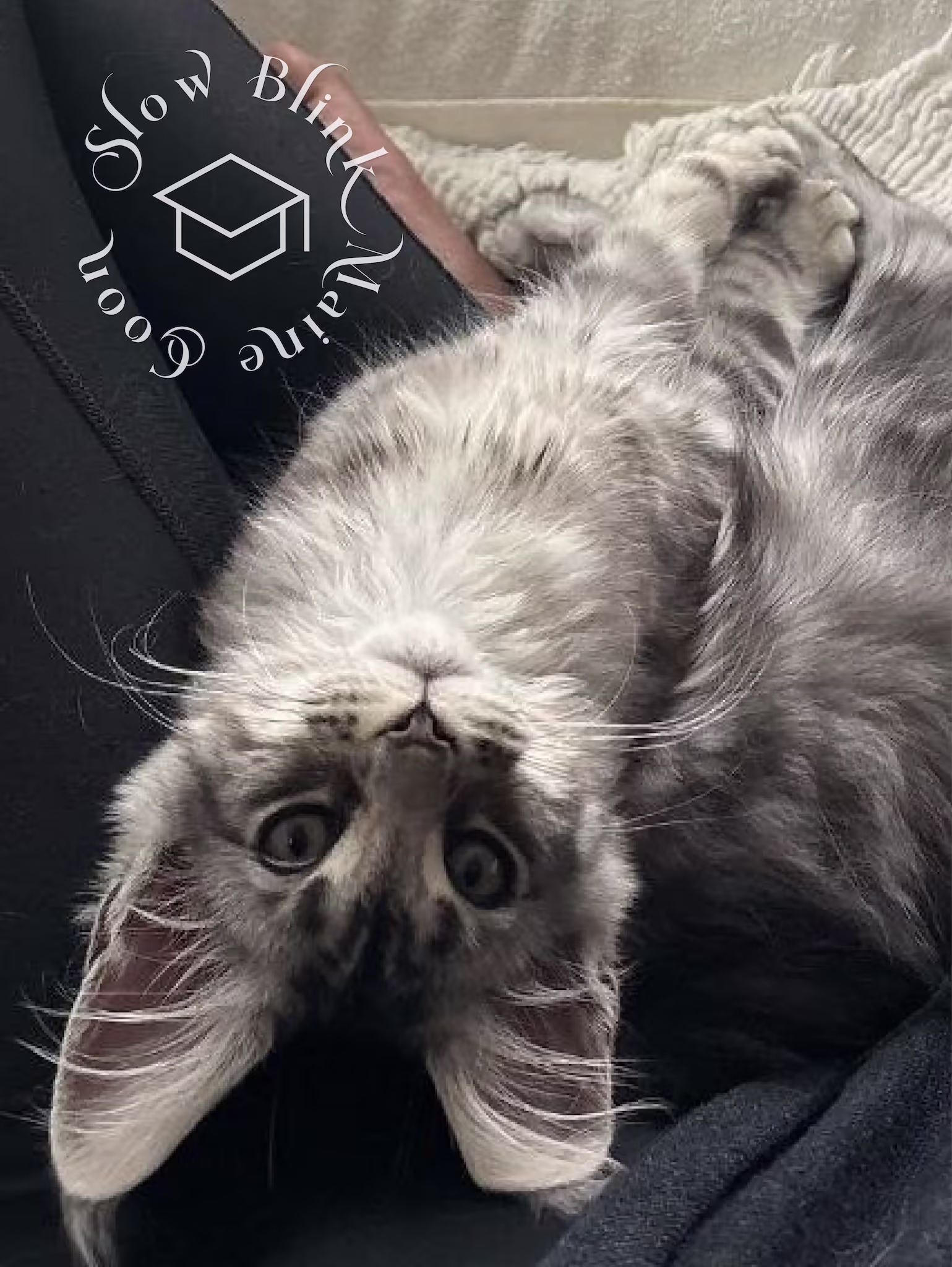 blue silver tabby maine coon kitten | female | ems code MCO as 22 | age 16 weeks | taken dec 2024 Customer Pictures of their Maine Coon Cats and Kittens who "Graduated" from SlowBlink MaineCoons > blue silver tabby maine coon kitten | female | ems code MCO as 22 | age 16 weeks | taken dec 2024 | idx 01