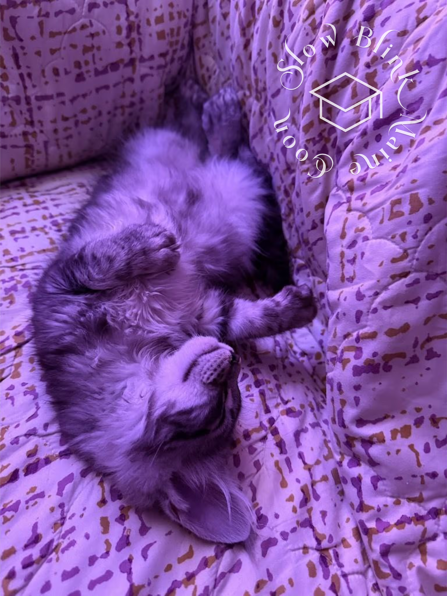 blue silver tabby maine coon kitten | female | ems code MCO as 22 | age 16 weeks | taken dec 2024 Customer Pictures of their Maine Coon Cats and Kittens who "Graduated" from SlowBlink MaineCoons > blue silver tabby maine coon kitten | female | ems code MCO as 22 | age 16 weeks | taken dec 2024 | idx 02