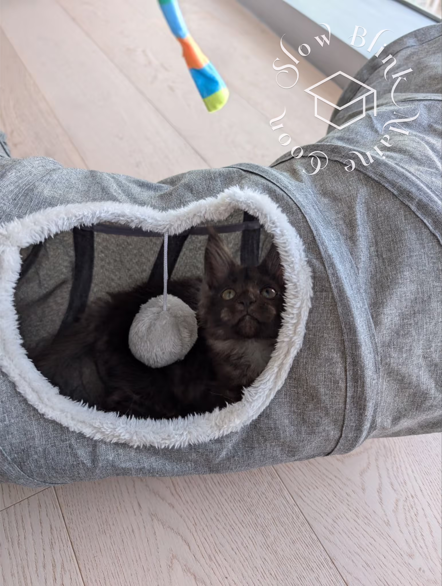 blue silver tabby maine coon kitten | female | ems code MCO as 22 | age 16 weeks | taken dec 2024 Customer Pictures of their Maine Coon Cats and Kittens who "Graduated" from SlowBlink MaineCoons > blue silver tabby maine coon kitten | female | ems code MCO as 22 | age 16 weeks | taken dec 2024 | idx 03