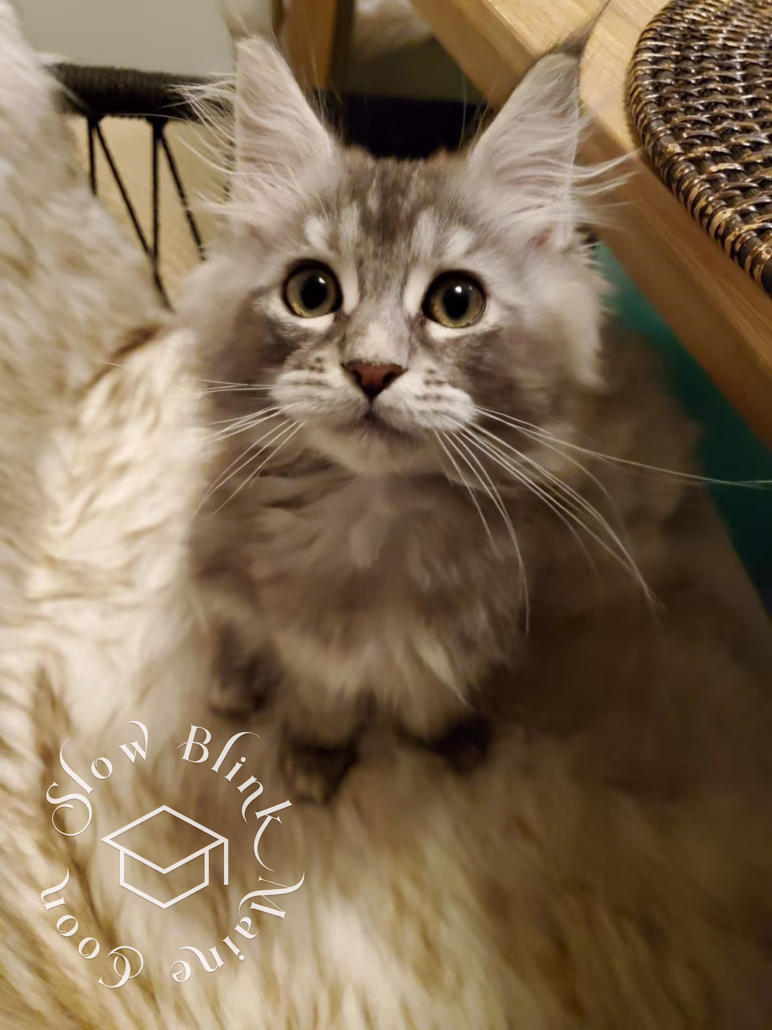 blue silver tabby maine coon kitten | female | ems code MCO as 22 | age 16 weeks | taken dec 2024 Customer Pictures of their Maine Coon Cats and Kittens who "Graduated" from SlowBlink MaineCoons > blue silver tabby maine coon kitten | female | ems code MCO as 22 | age 16 weeks | taken dec 2024 | idx 04