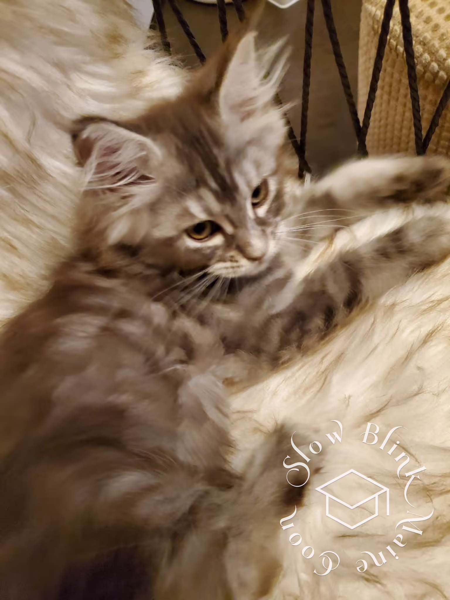 blue silver tabby maine coon kitten | female | ems code MCO as 22 | age 16 weeks | taken dec 2024 Customer Pictures of their Maine Coon Cats and Kittens who "Graduated" from SlowBlink MaineCoons > blue silver tabby maine coon kitten | female | ems code MCO as 22 | age 16 weeks | taken dec 2024 | idx 06