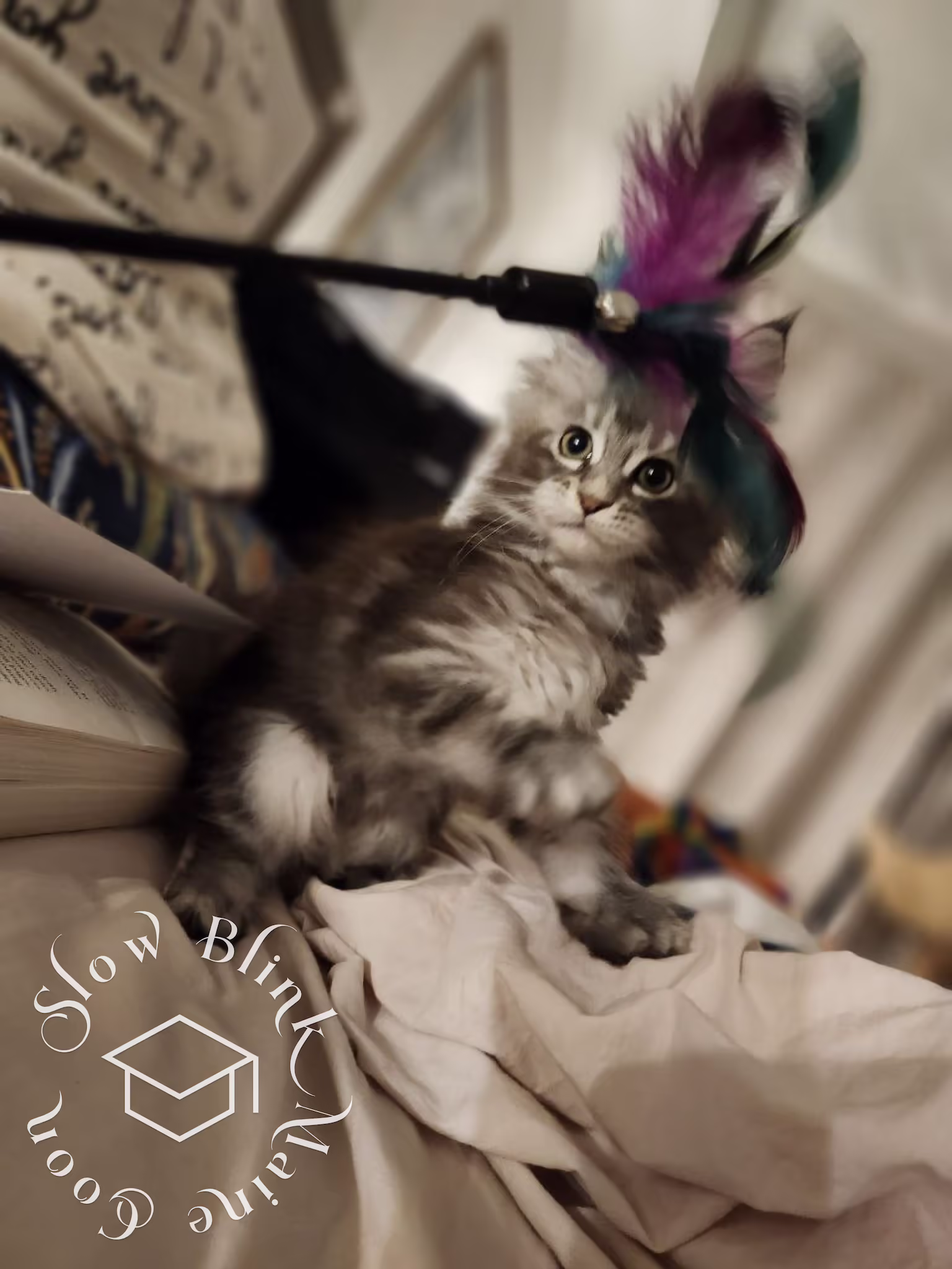blue silver tabby maine coon kitten | female | ems code MCO as 22 | age 16 weeks | taken dec 2024 Customer Pictures of their Maine Coon Cats and Kittens who "Graduated" from SlowBlink MaineCoons > blue silver tabby maine coon kitten | female | ems code MCO as 22 | age 16 weeks | taken dec 2024 | idx 07