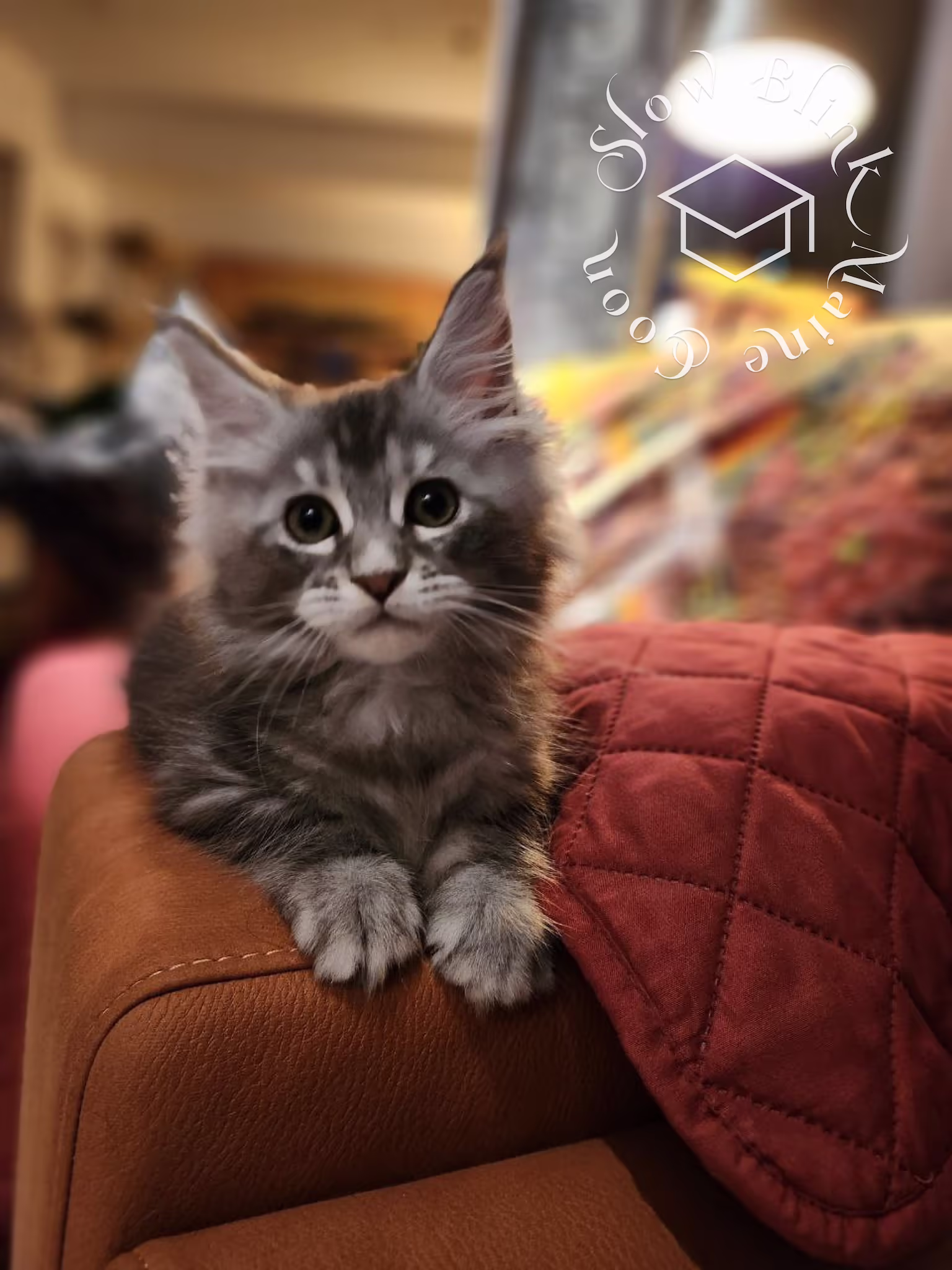 blue silver tabby maine coon kitten | female | ems code MCO as 22 | age 16 weeks | taken dec 2024 Customer Pictures of their Maine Coon Cats and Kittens who "Graduated" from SlowBlink MaineCoons > blue silver tabby maine coon kitten | female | ems code MCO as 22 | age 16 weeks | taken dec 2024 | idx 08