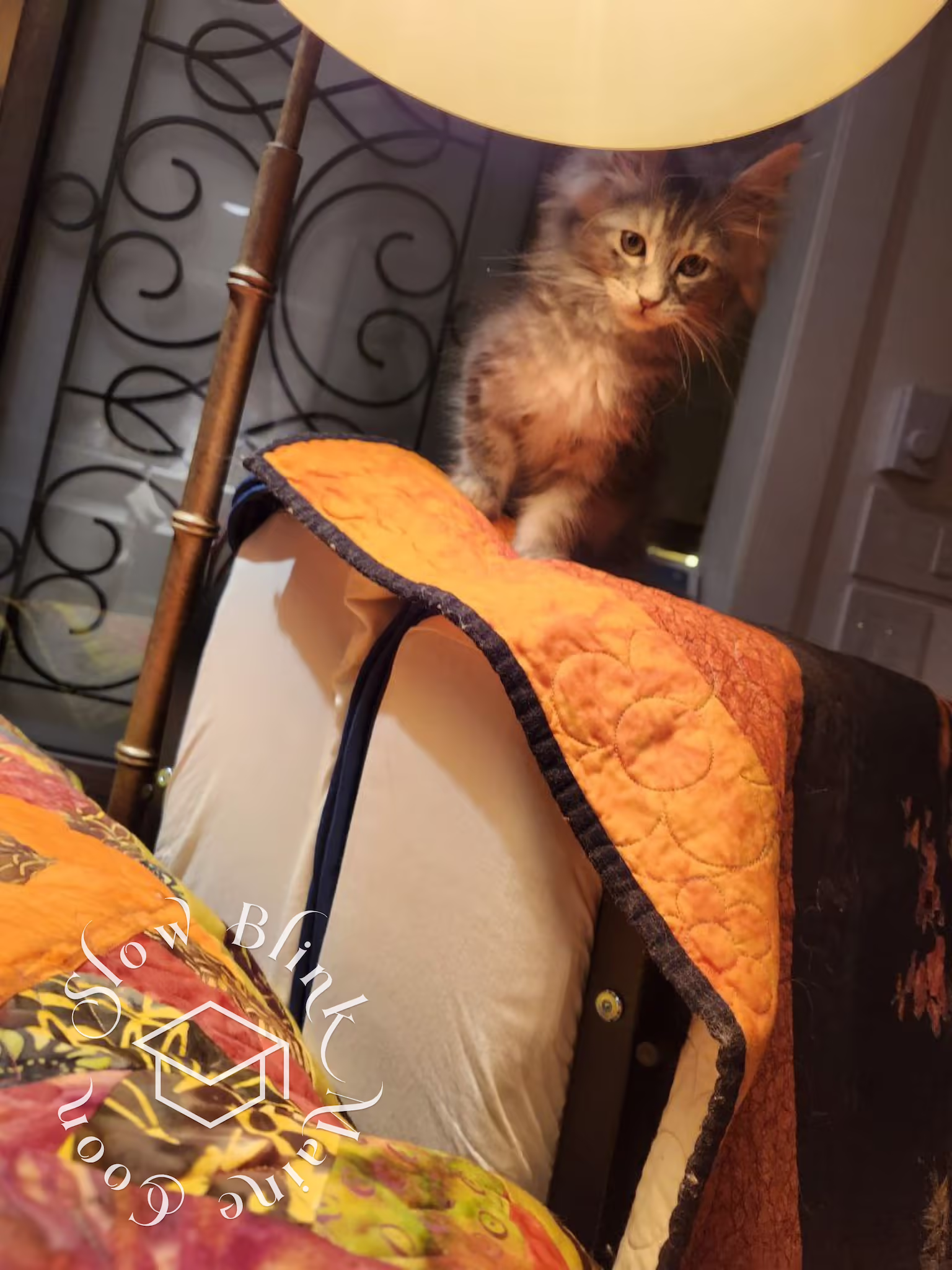 blue silver tabby maine coon kitten | female | ems code MCO as 22 | age 16 weeks | taken dec 2024 Customer Pictures of their Maine Coon Cats and Kittens who "Graduated" from SlowBlink MaineCoons > blue silver tabby maine coon kitten | female | ems code MCO as 22 | age 16 weeks | taken dec 2024 | idx 10