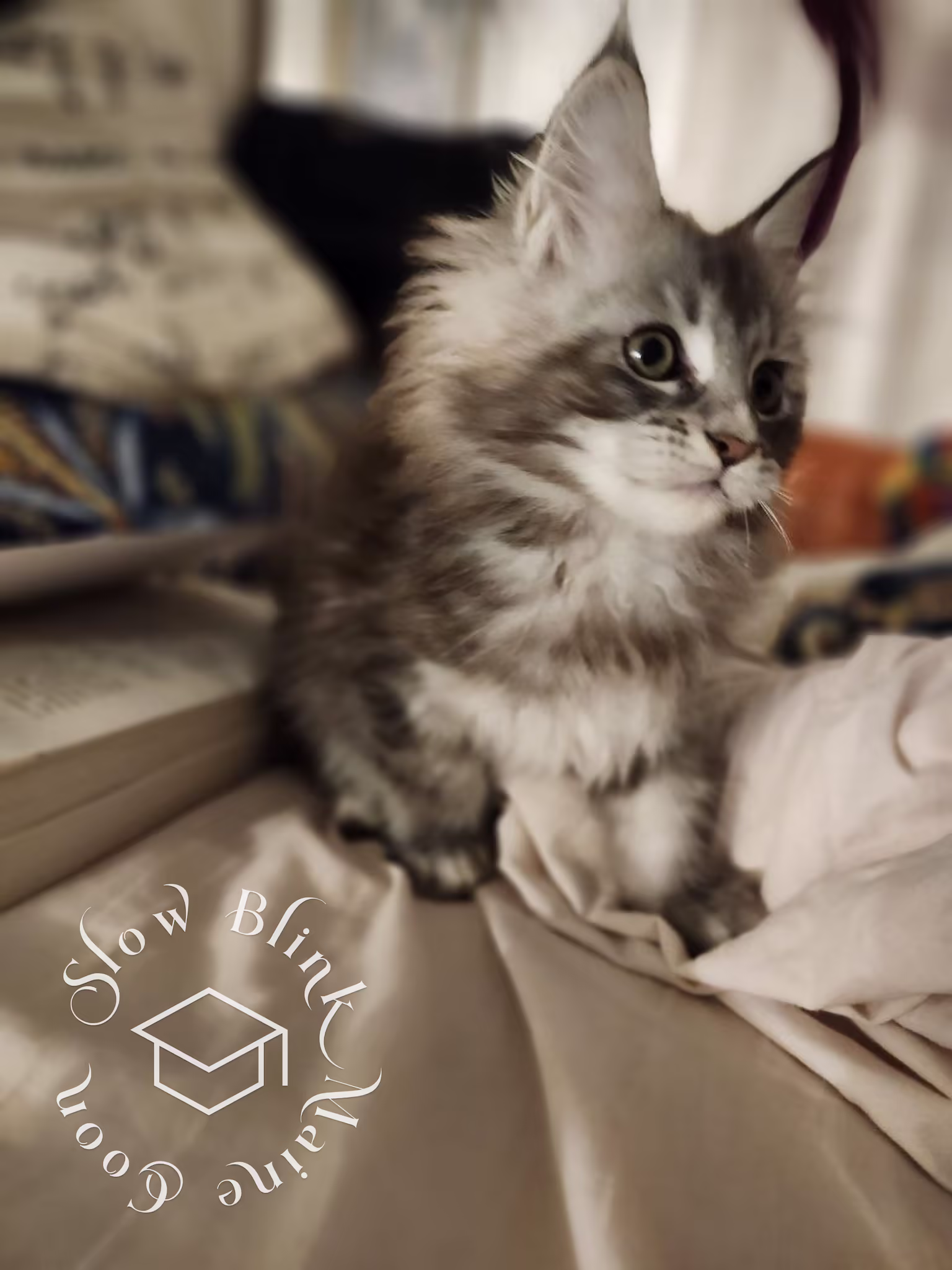 blue silver tabby maine coon kitten | female | ems code MCO as 22 | age 16 weeks | taken dec 2024 Customer Pictures of their Maine Coon Cats and Kittens who "Graduated" from SlowBlink MaineCoons > blue silver tabby maine coon kitten | female | ems code MCO as 22 | age 16 weeks | taken dec 2024 | idx 12