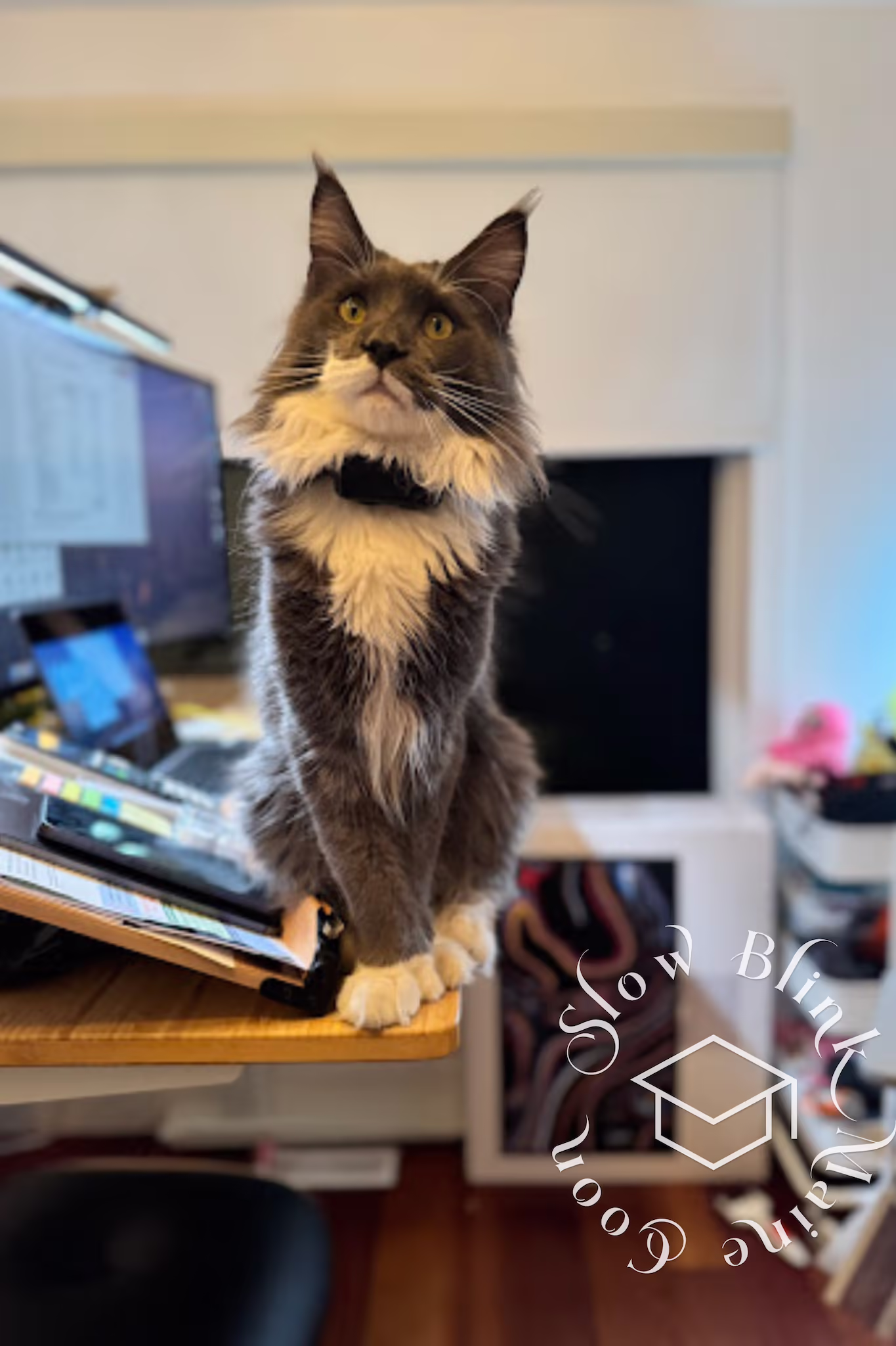 blue smoke bicolor | poly | male | named t rhett | taken in white rock | photographer HY | taken june 2024 | age 1 year Customer Pictures of their Maine Coon Cats and Kittens who "Graduated" from SlowBlink MaineCoons > blue smoke bicolor | poly | male | named t rhett | taken in white rock | photographer HY | taken june 2024 | age 1 year | computer keyboard with collar