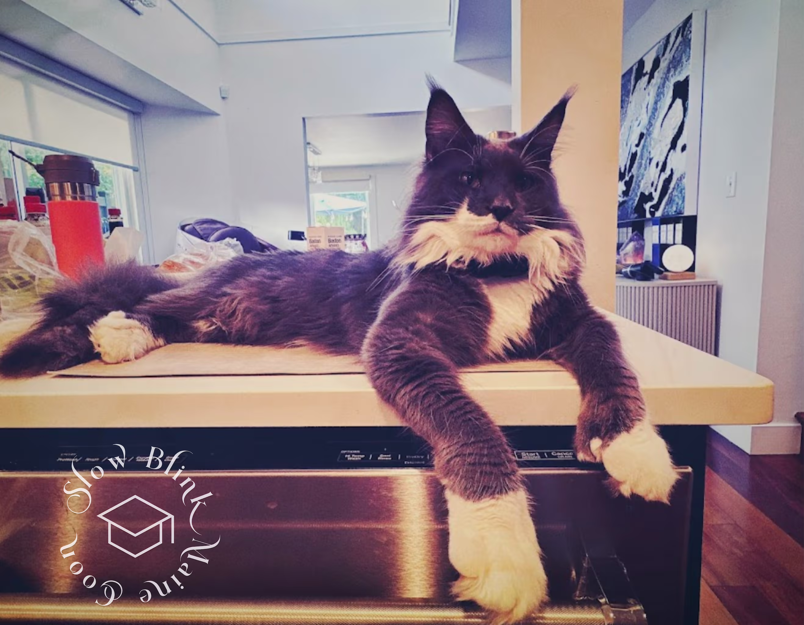 blue smoke bicolor | poly | male | named t rhett | taken in white rock | photographer HY | taken june 2024 | age 1 year Customer Pictures of their Maine Coon Cats and Kittens who "Graduated" from SlowBlink MaineCoons > blue smoke bicolor | poly | male | named t rhett | taken in white rock | photographer HY | taken june 2024 | age 1 year | on countertop laying