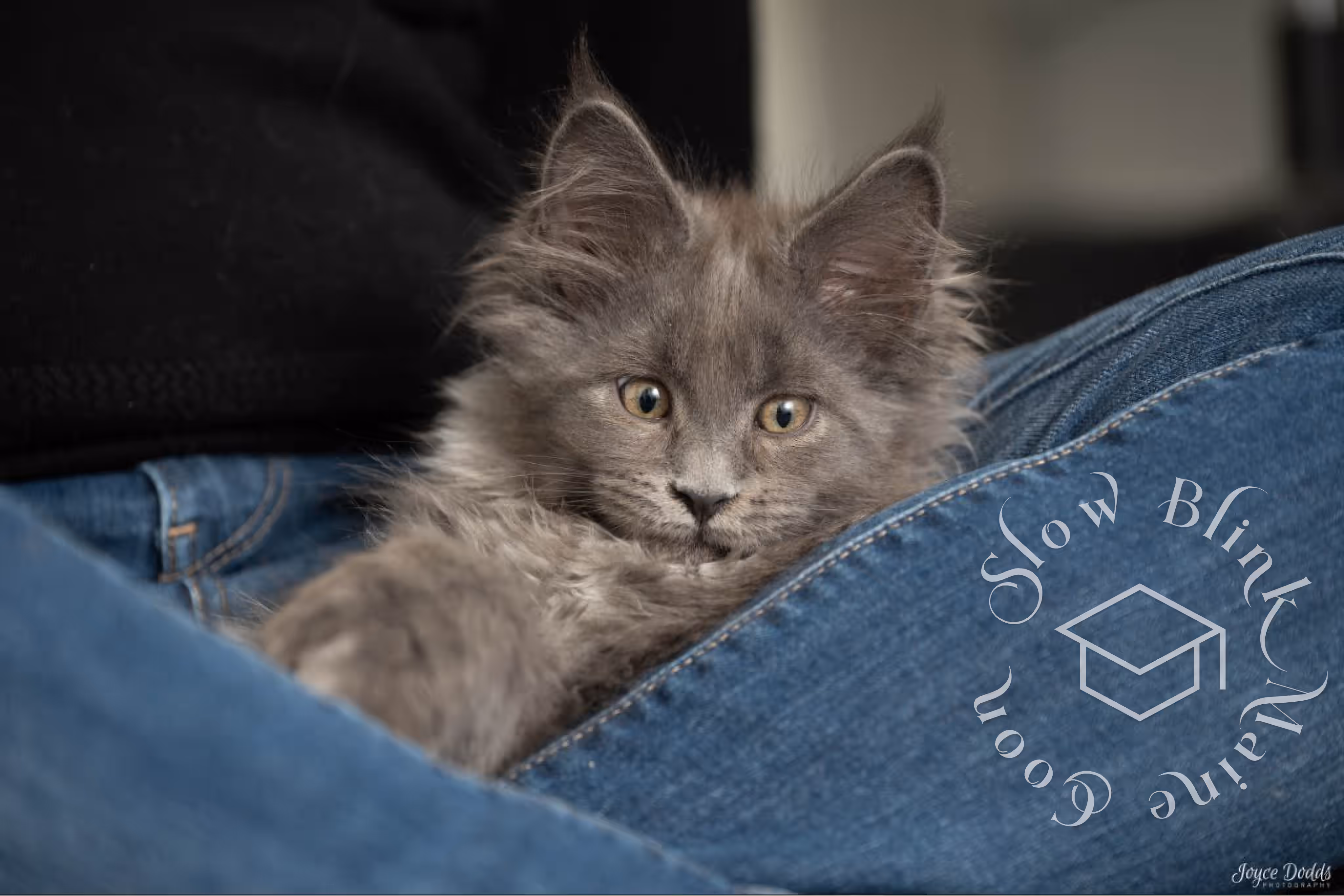 blue smoke maine coon kitten | ems code mcp as | description cuddling in lap | taken mar 2025 | male Customer Pictures of their Maine Coon Cats and Kittens who "Graduated" from SlowBlink MaineCoons > blue smoke maine coon kitten | ems code mcp as | description cuddling in lap | taken mar 2025 | male | idx 1