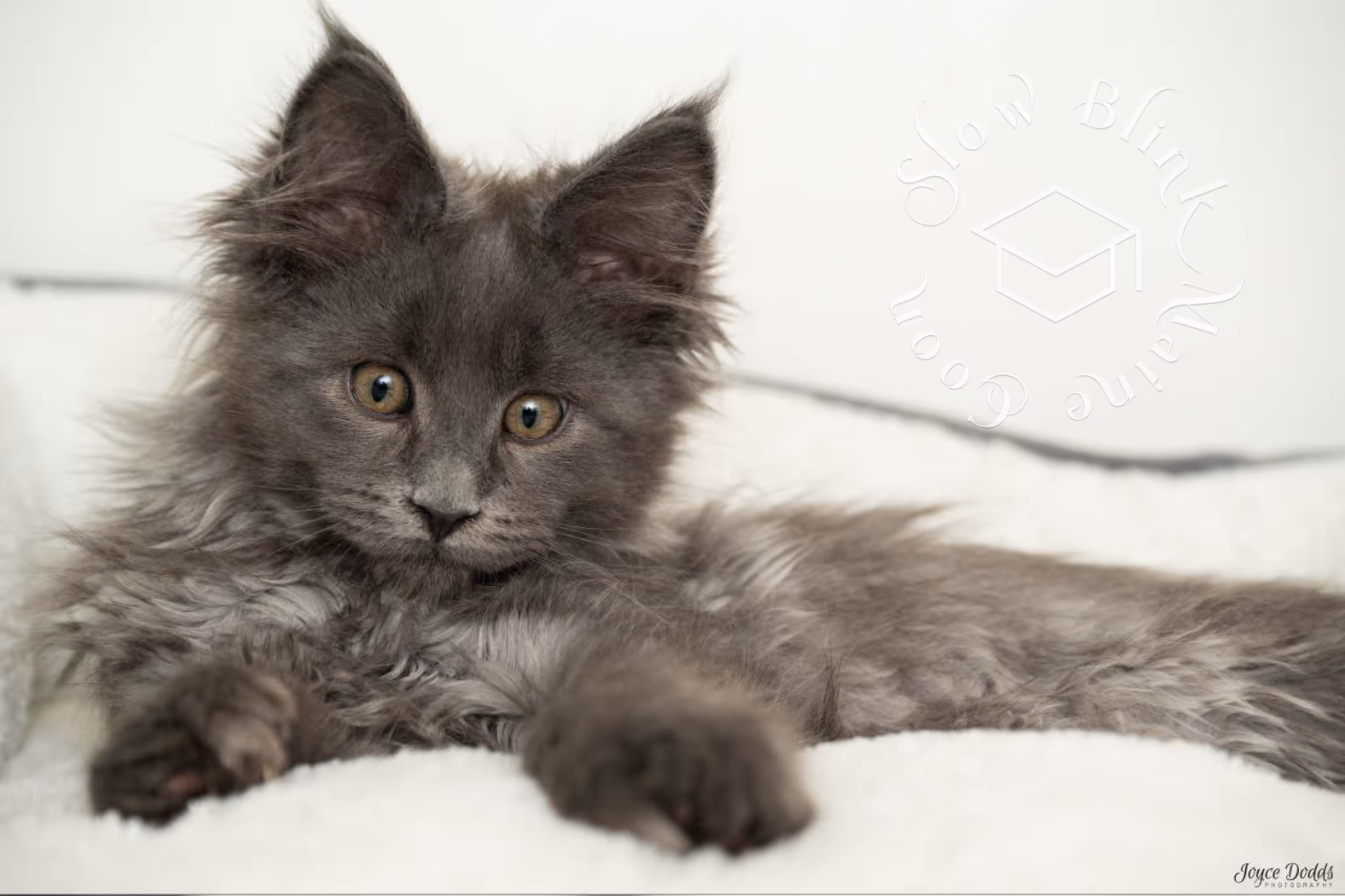 blue smoke maine coon kitten | ems code mcp as | description on cushion | taken mar 2025 | male Customer Pictures of their Maine Coon Cats and Kittens who "Graduated" from SlowBlink MaineCoons > blue smoke maine coon kitten | ems code mcp as | description on cushion | taken mar 2025 | male | idx 3