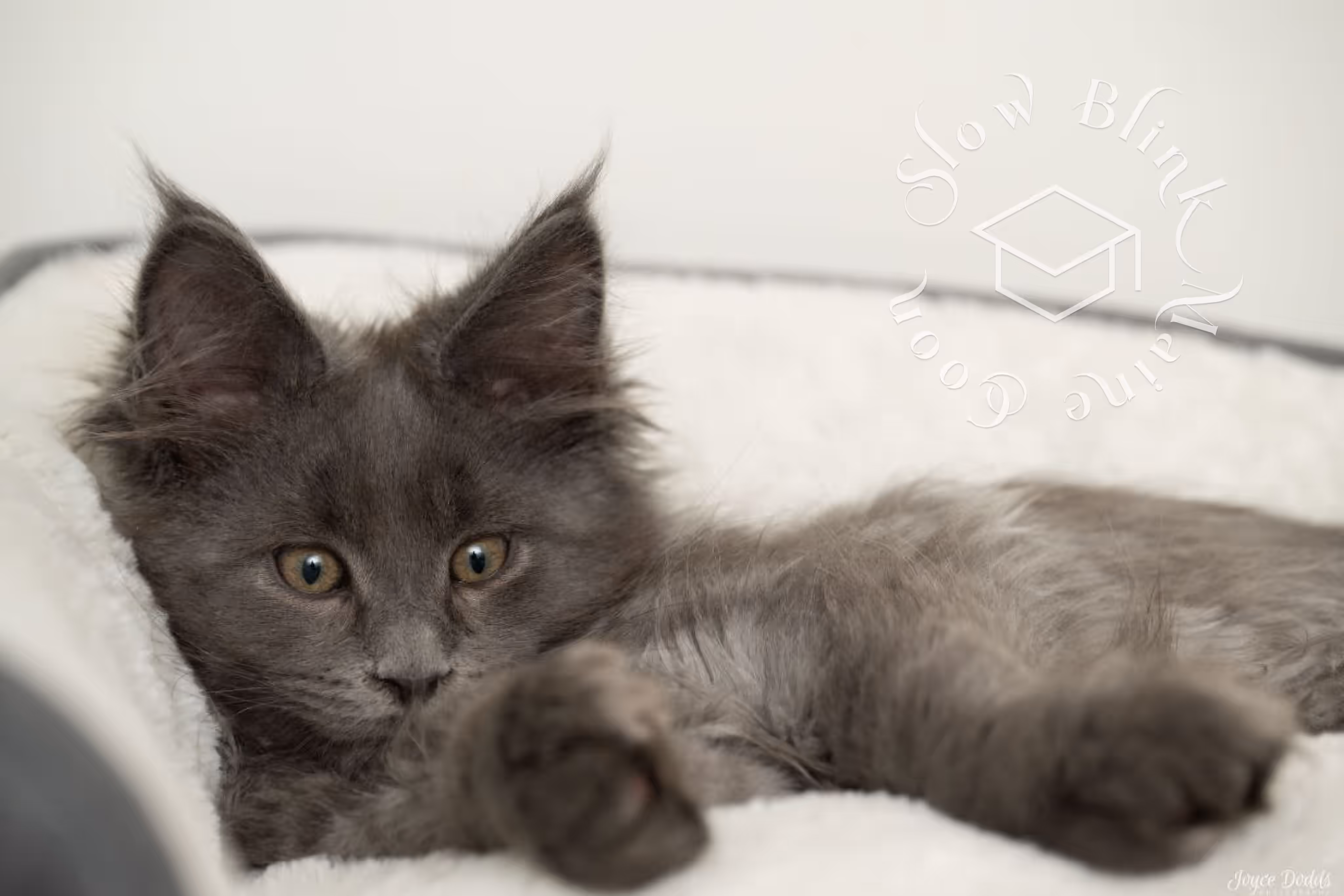 blue smoke maine coon kitten | ems code mcp as | description on cushion half sleeping | taken mar 2025 | male Customer Pictures of their Maine Coon Cats and Kittens who "Graduated" from SlowBlink MaineCoons > blue smoke maine coon kitten | ems code mcp as | description on cushion half sleeping | taken mar 2025 | male | idx 2