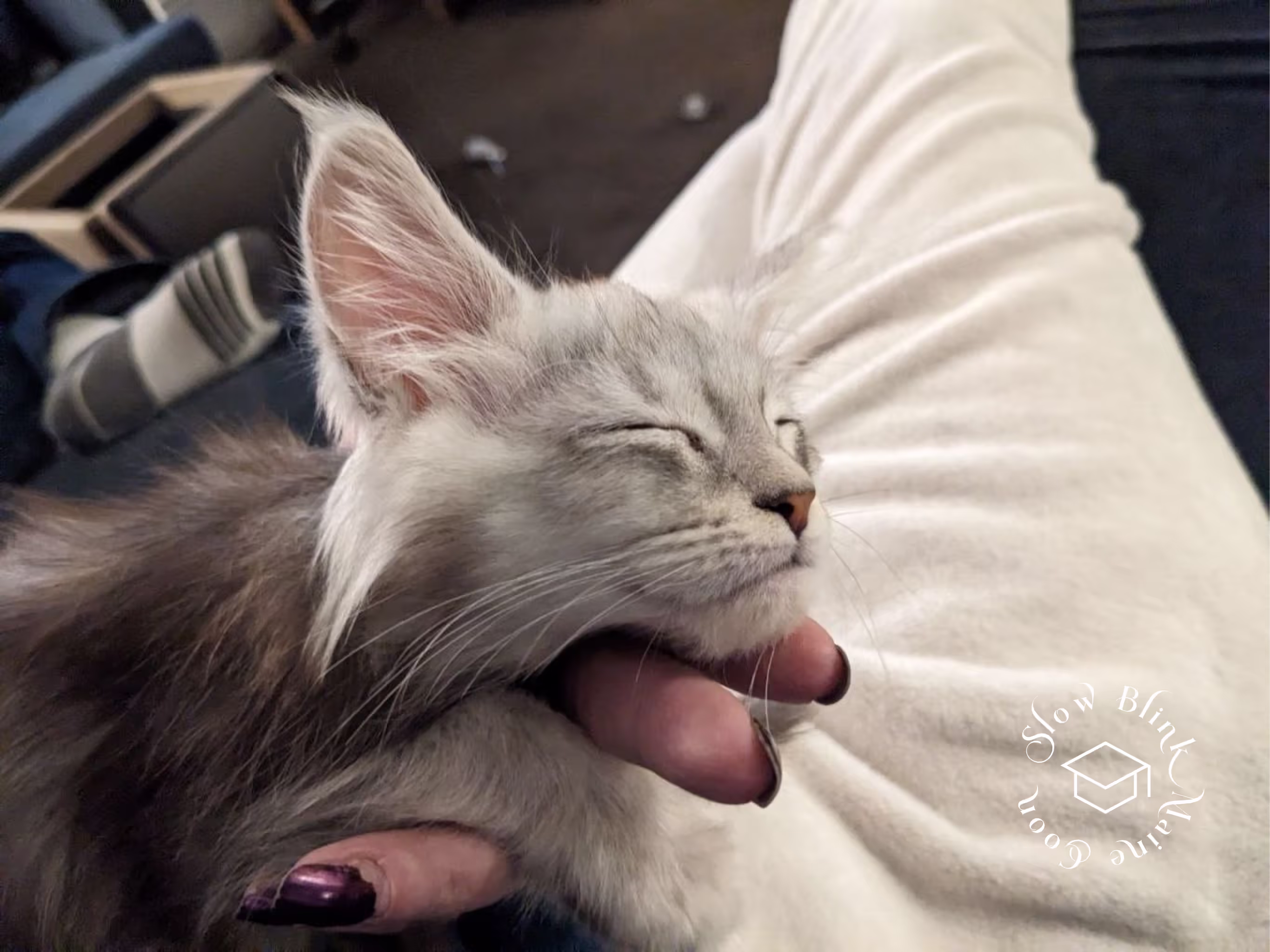 high silver | maine coon kitten | black silver tabby | ems code mco ems 22 | male Customer Pictures of their Maine Coon Cats and Kittens who "Graduated" from SlowBlink MaineCoons > high silver | maine coon kitten | black silver tabby | ems code mco ems 22 | male | idx01