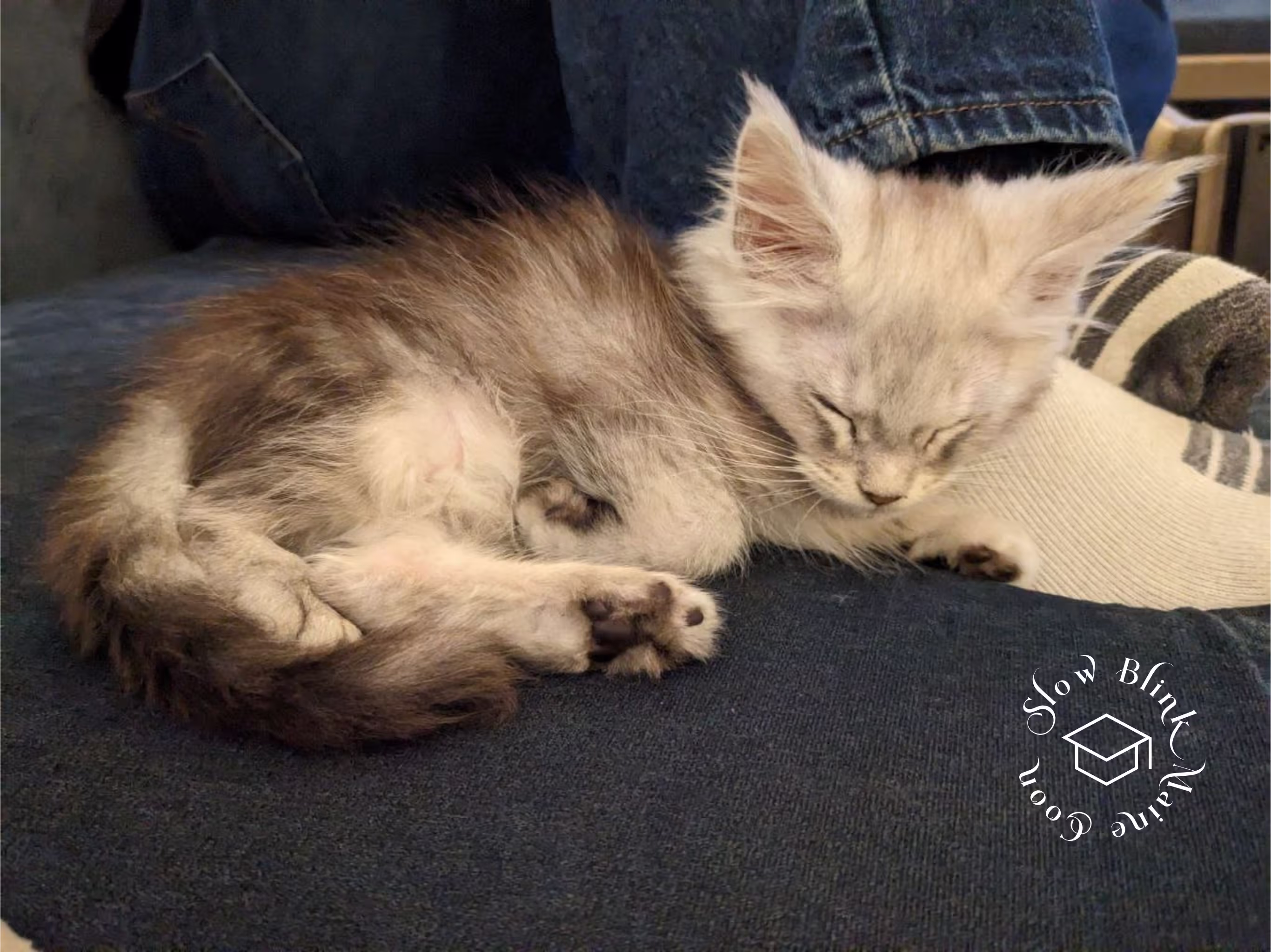high silver | maine coon kitten | black silver tabby | ems code mco ems 22 | male Customer Pictures of their Maine Coon Cats and Kittens who "Graduated" from SlowBlink MaineCoons > high silver | maine coon kitten | black silver tabby | ems code mco ems 22 | male | idx02