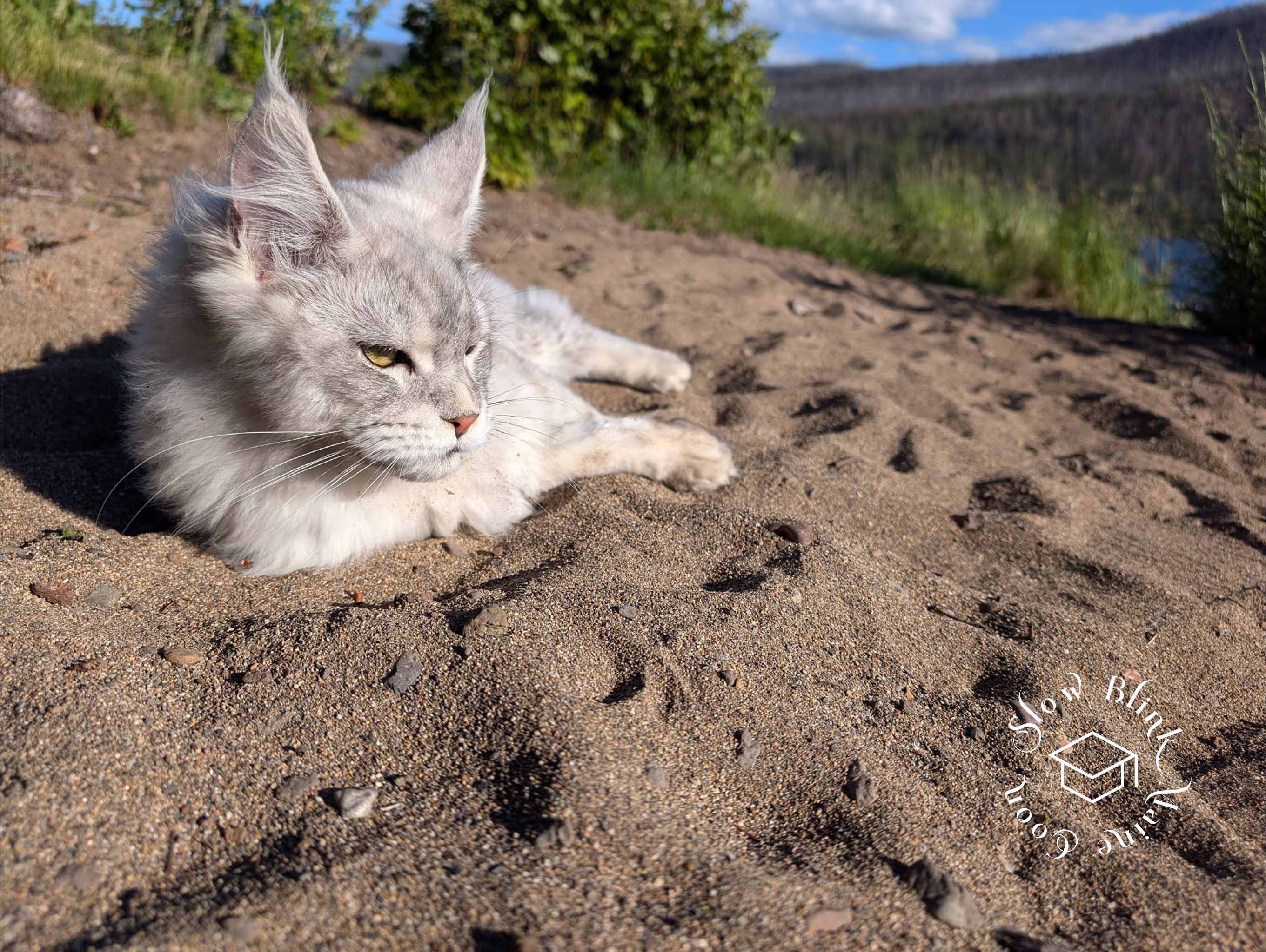 high silver | maine coon kitten | black silver tabby | ems code mco ems 22 | male Customer Pictures of their Maine Coon Cats and Kittens who "Graduated" from SlowBlink MaineCoons > high silver | maine coon kitten | black silver tabby | ems code mco ems 22 | male | idx03