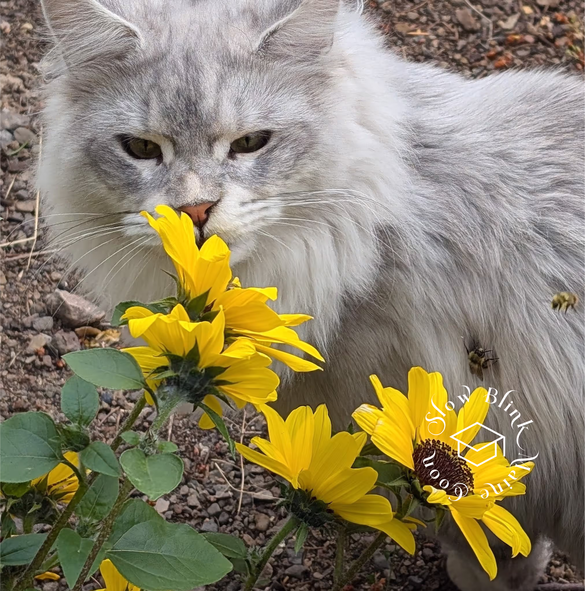 high silver | maine coon kitten | black silver tabby | ems code mco ems 22 | male Customer Pictures of their Maine Coon Cats and Kittens who "Graduated" from SlowBlink MaineCoons > high silver | maine coon kitten | black silver tabby | ems code mco ems 22 | male | idx04
