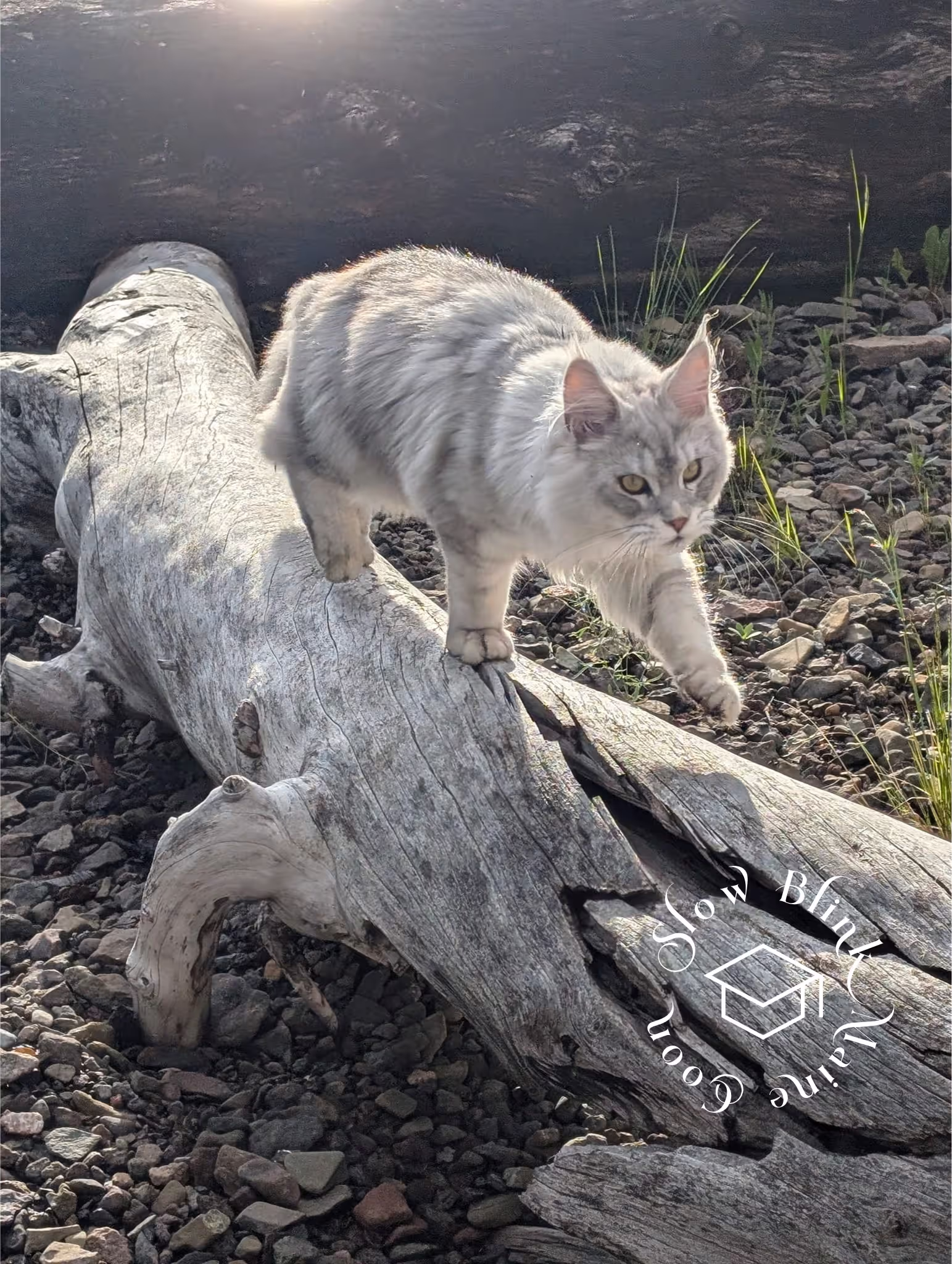 high silver | maine coon kitten | black silver tabby | ems code mco ems 22 | male Customer Pictures of their Maine Coon Cats and Kittens who "Graduated" from SlowBlink MaineCoons > high silver | maine coon kitten | black silver tabby | ems code mco ems 22 | male | idx07