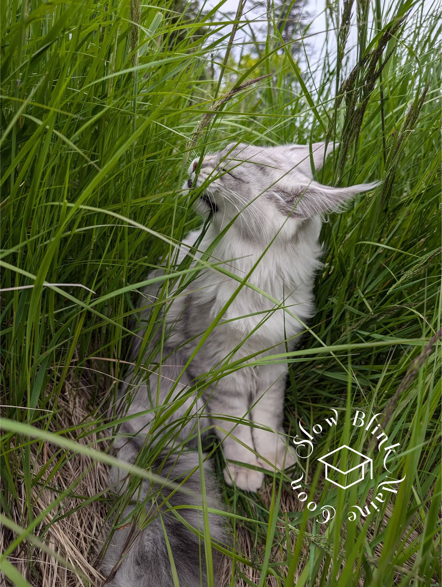 high silver | maine coon kitten | black silver tabby | ems code mco ems 22 | male Customer Pictures of their Maine Coon Cats and Kittens who "Graduated" from SlowBlink MaineCoons > high silver | maine coon kitten | black silver tabby | ems code mco ems 22 | male | idx08