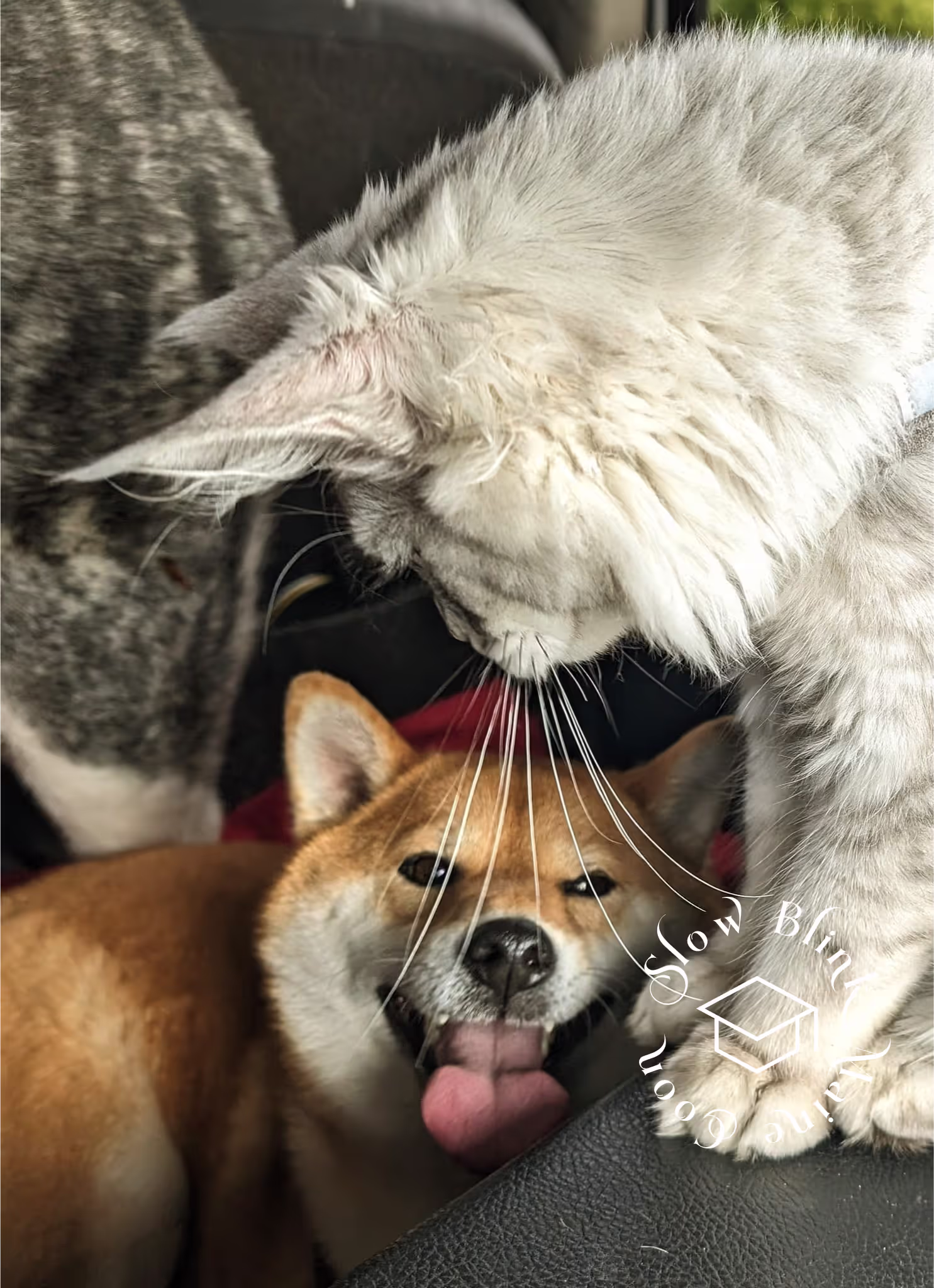 high silver | maine coon kitten | black silver tabby | ems code mco ems 22 | male Customer Pictures of their Maine Coon Cats and Kittens who "Graduated" from SlowBlink MaineCoons > high silver | maine coon kitten | black silver tabby | ems code mco ems 22 | male | idx10