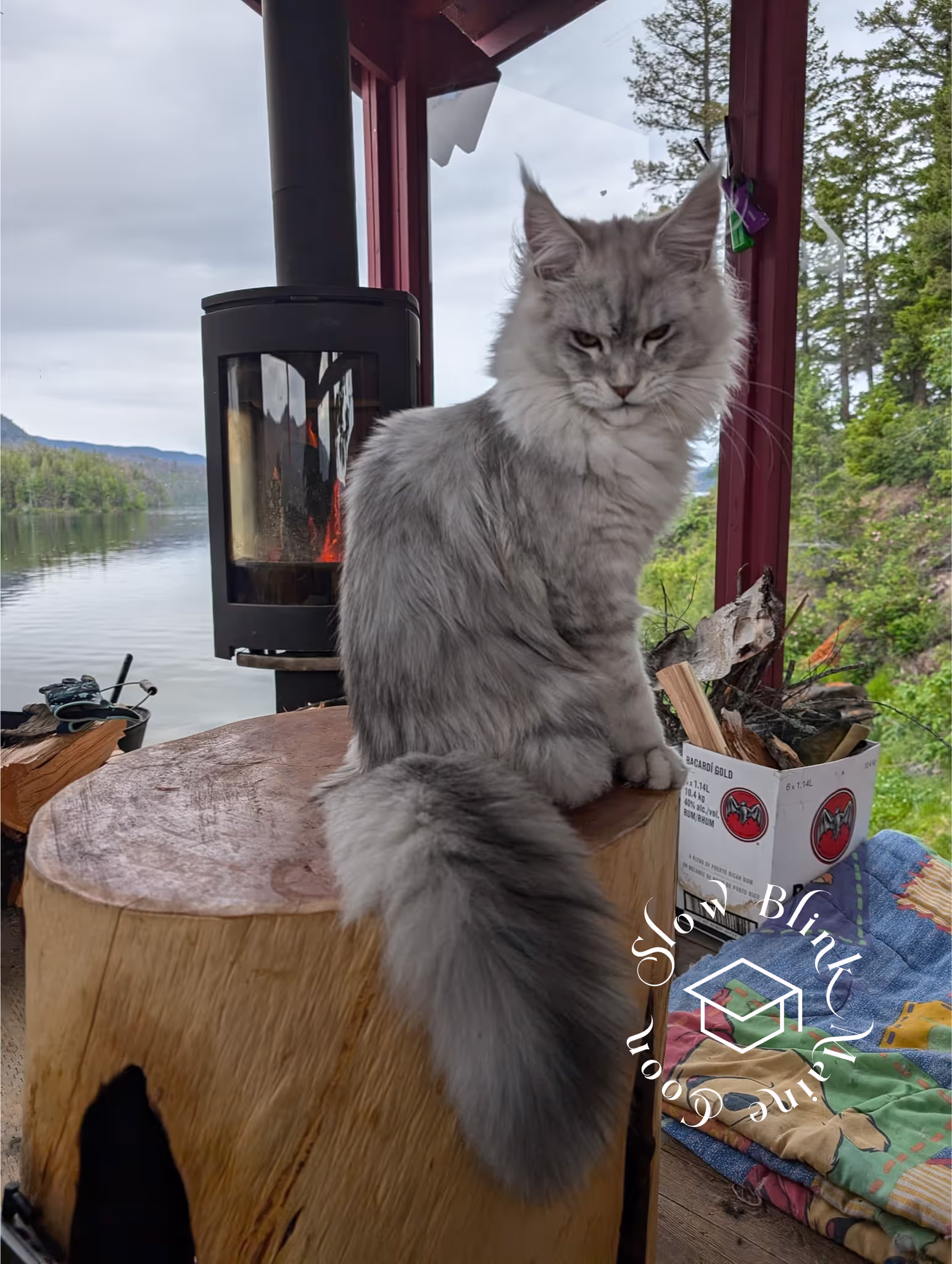 high silver | maine coon kitten | black silver tabby | ems code mco ems 22 | male Customer Pictures of their Maine Coon Cats and Kittens who "Graduated" from SlowBlink MaineCoons > high silver | maine coon kitten | black silver tabby | ems code mco ems 22 | male | idx100