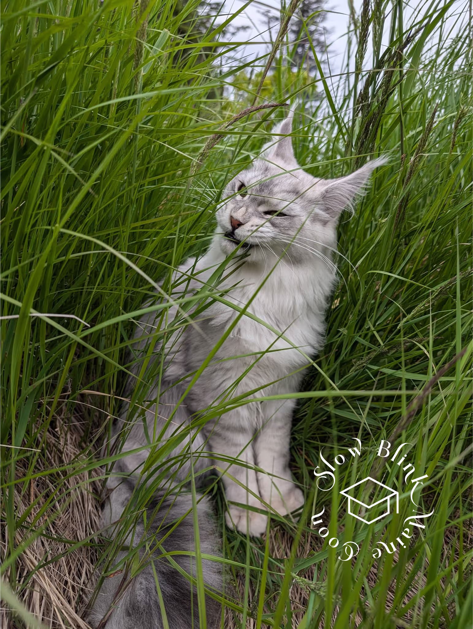 high silver | maine coon kitten | black silver tabby | ems code mco ems 22 | male Customer Pictures of their Maine Coon Cats and Kittens who "Graduated" from SlowBlink MaineCoons > high silver | maine coon kitten | black silver tabby | ems code mco ems 22 | male | idx101