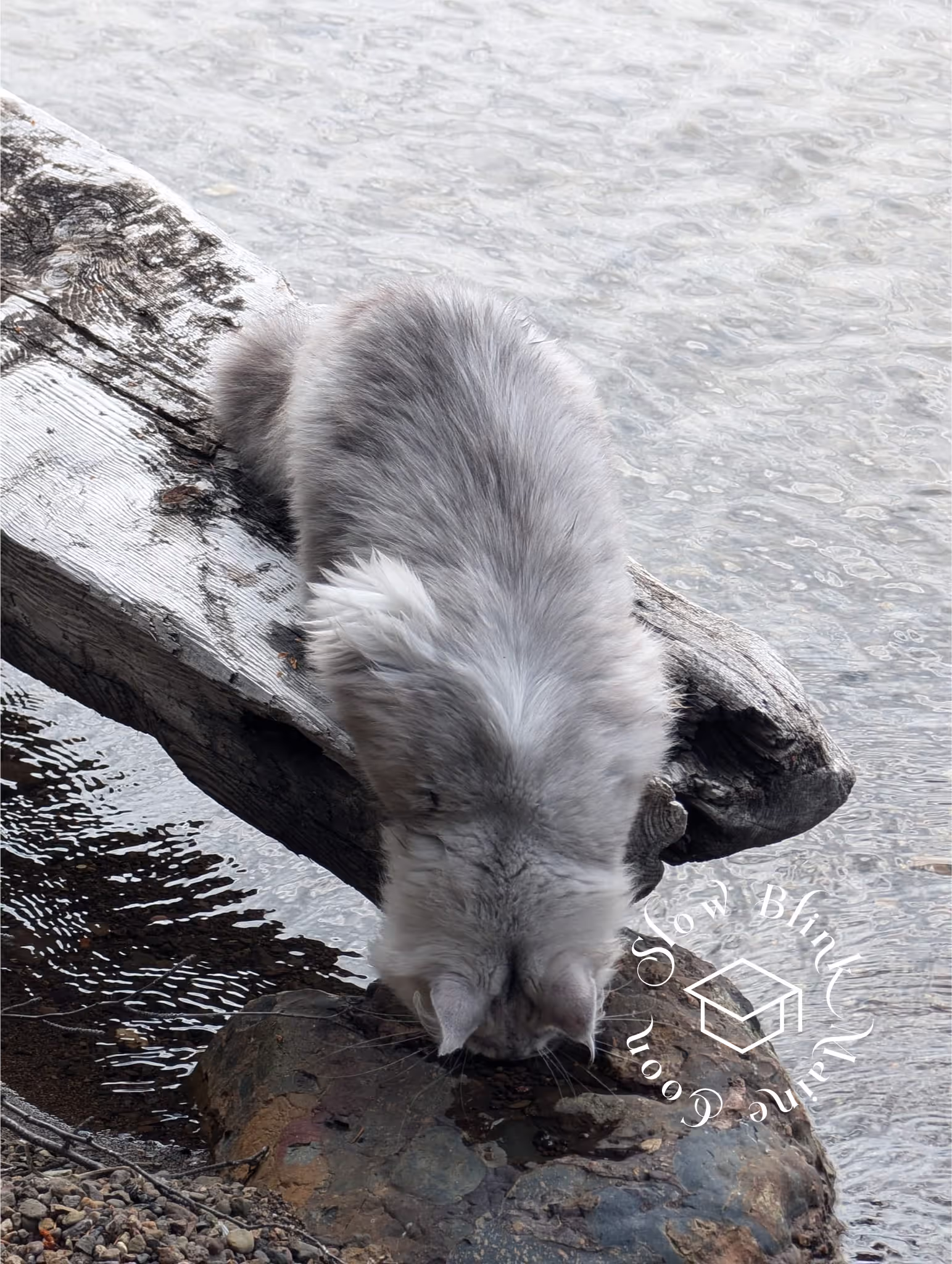 high silver | maine coon kitten | black silver tabby | ems code mco ems 22 | male Customer Pictures of their Maine Coon Cats and Kittens who "Graduated" from SlowBlink MaineCoons > high silver | maine coon kitten | black silver tabby | ems code mco ems 22 | male | idx102