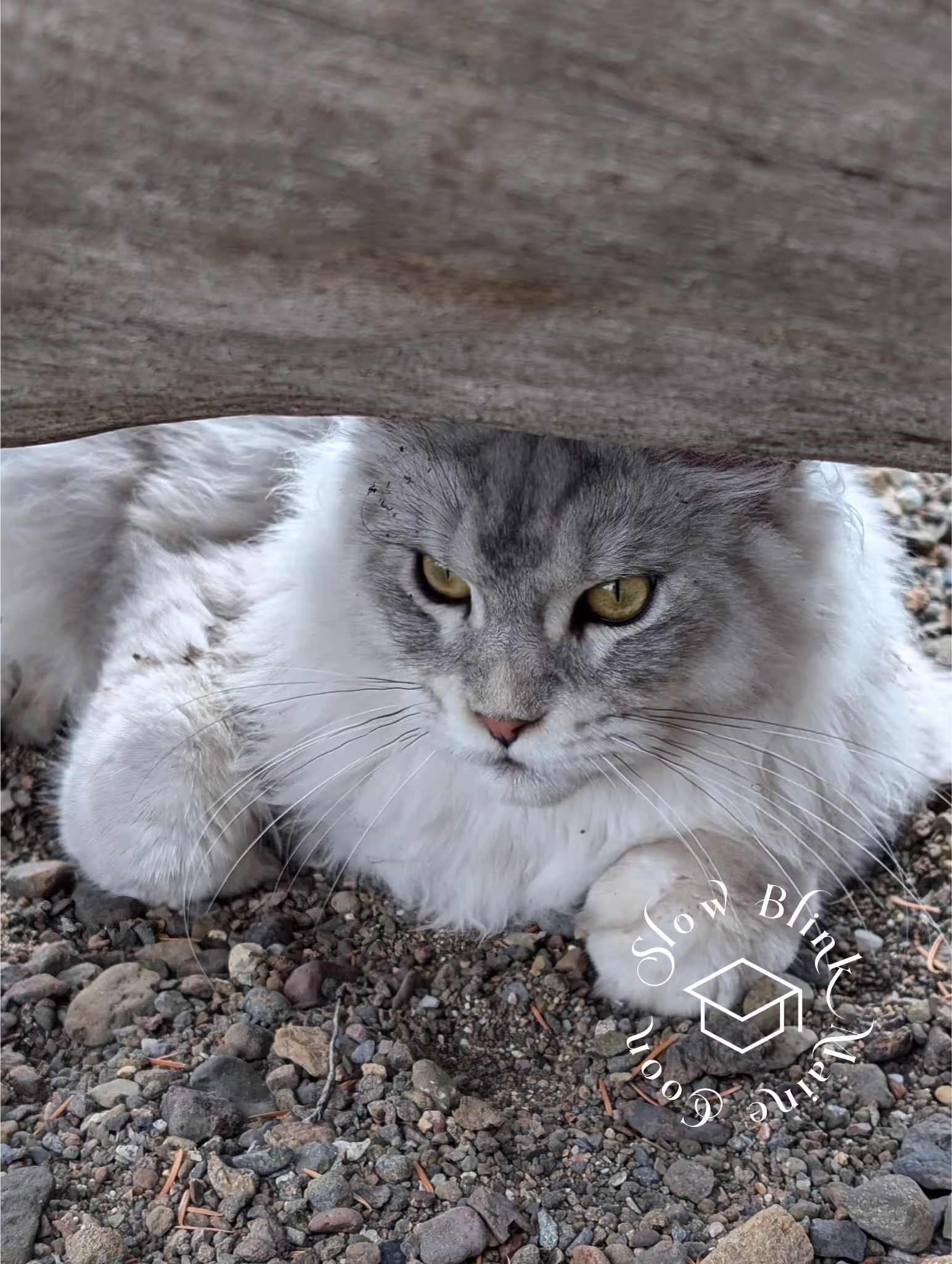 high silver | maine coon kitten | black silver tabby | ems code mco ems 22 | male Customer Pictures of their Maine Coon Cats and Kittens who "Graduated" from SlowBlink MaineCoons > high silver | maine coon kitten | black silver tabby | ems code mco ems 22 | male | idx103