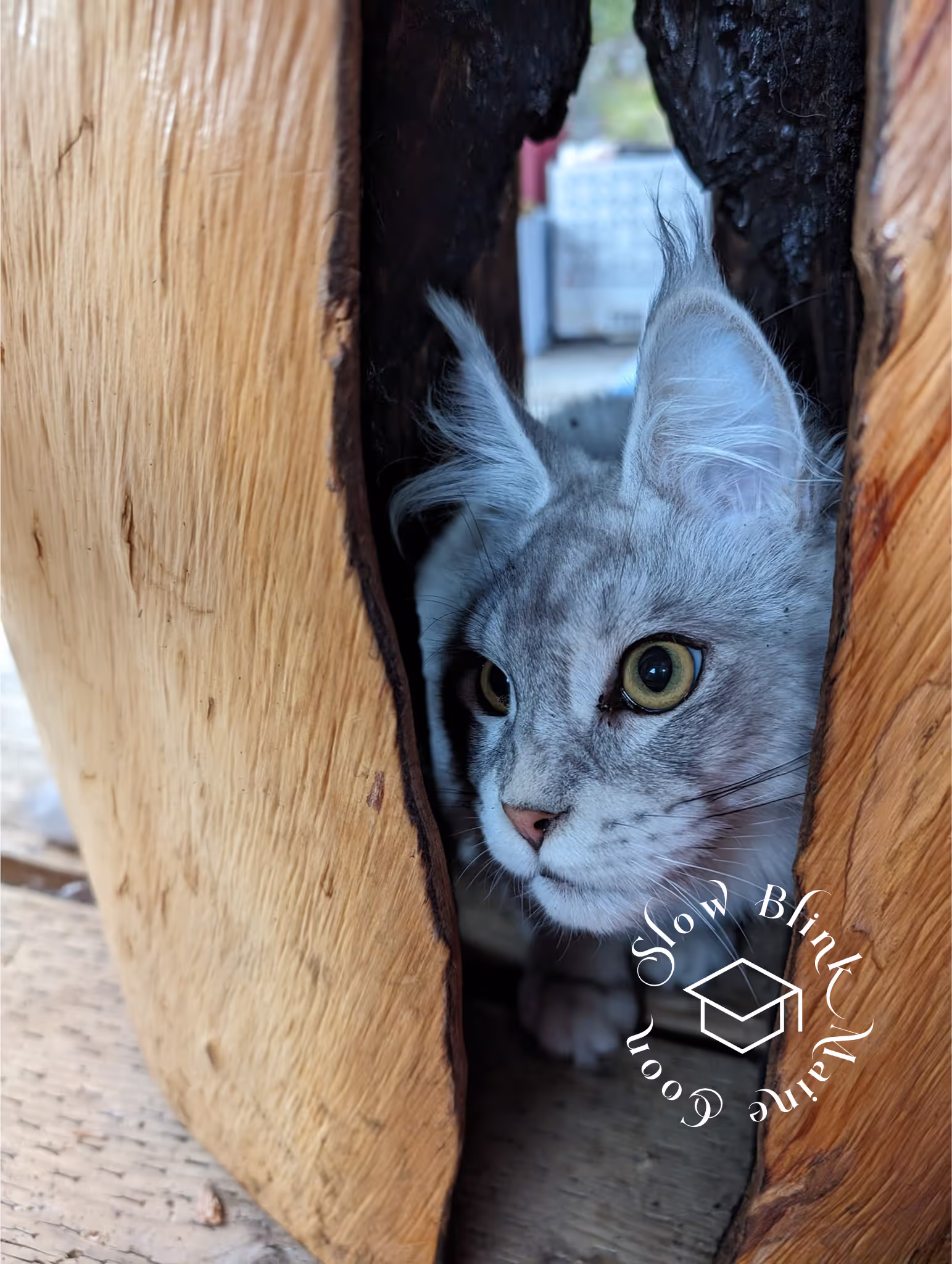 high silver | maine coon kitten | black silver tabby | ems code mco ems 22 | male Customer Pictures of their Maine Coon Cats and Kittens who "Graduated" from SlowBlink MaineCoons > high silver | maine coon kitten | black silver tabby | ems code mco ems 22 | male | idx105