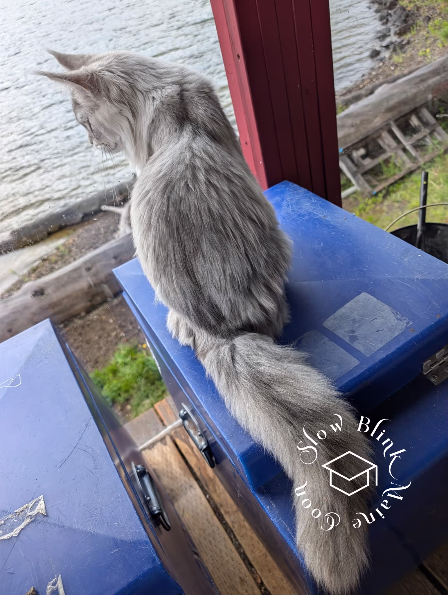 high silver | maine coon kitten | black silver tabby | ems code mco ems 22 | male Customer Pictures of their Maine Coon Cats and Kittens who "Graduated" from SlowBlink MaineCoons > high silver | maine coon kitten | black silver tabby | ems code mco ems 22 | male | idx107