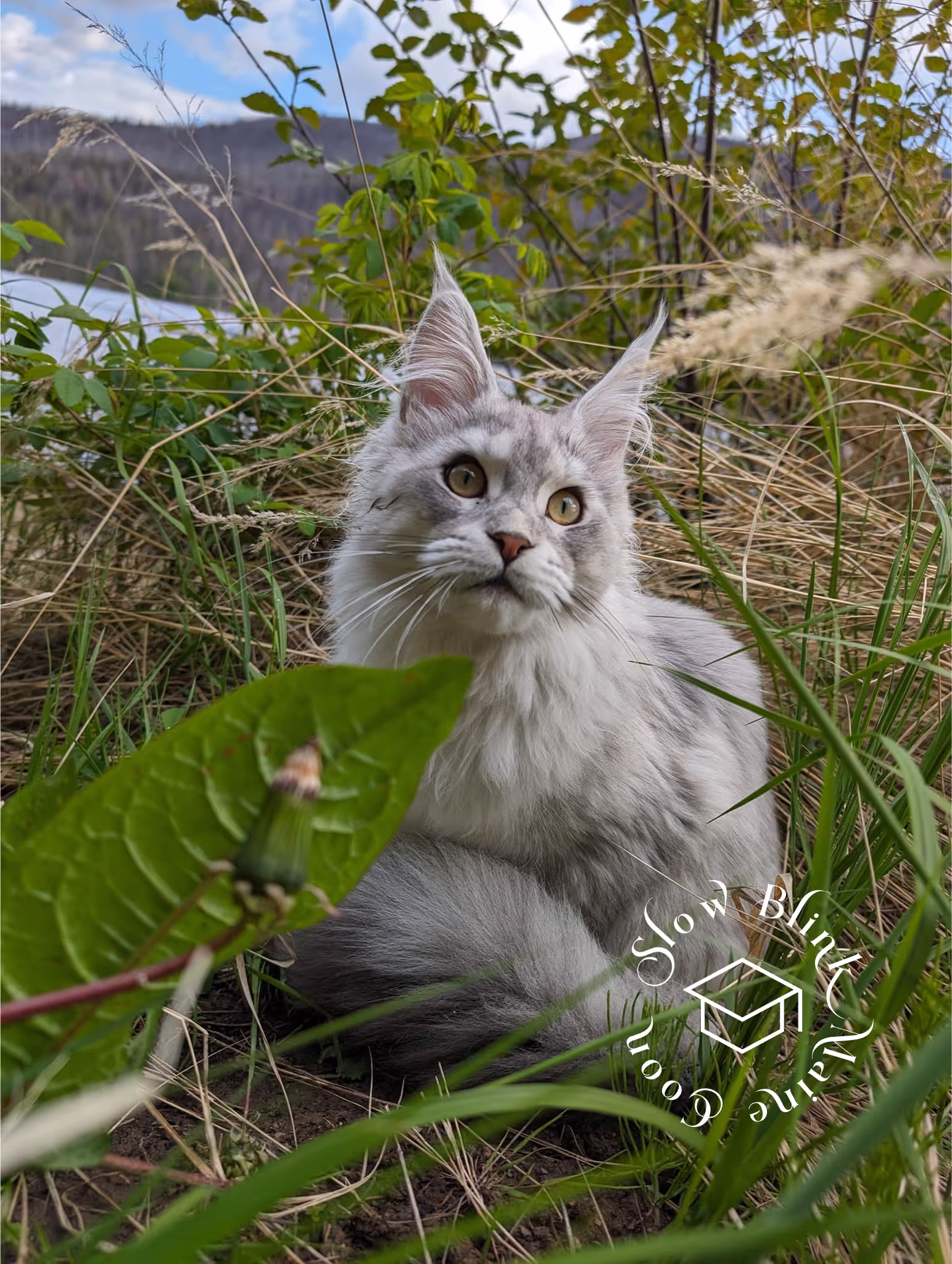 high silver | maine coon kitten | black silver tabby | ems code mco ems 22 | male Customer Pictures of their Maine Coon Cats and Kittens who "Graduated" from SlowBlink MaineCoons > high silver | maine coon kitten | black silver tabby | ems code mco ems 22 | male | idx108