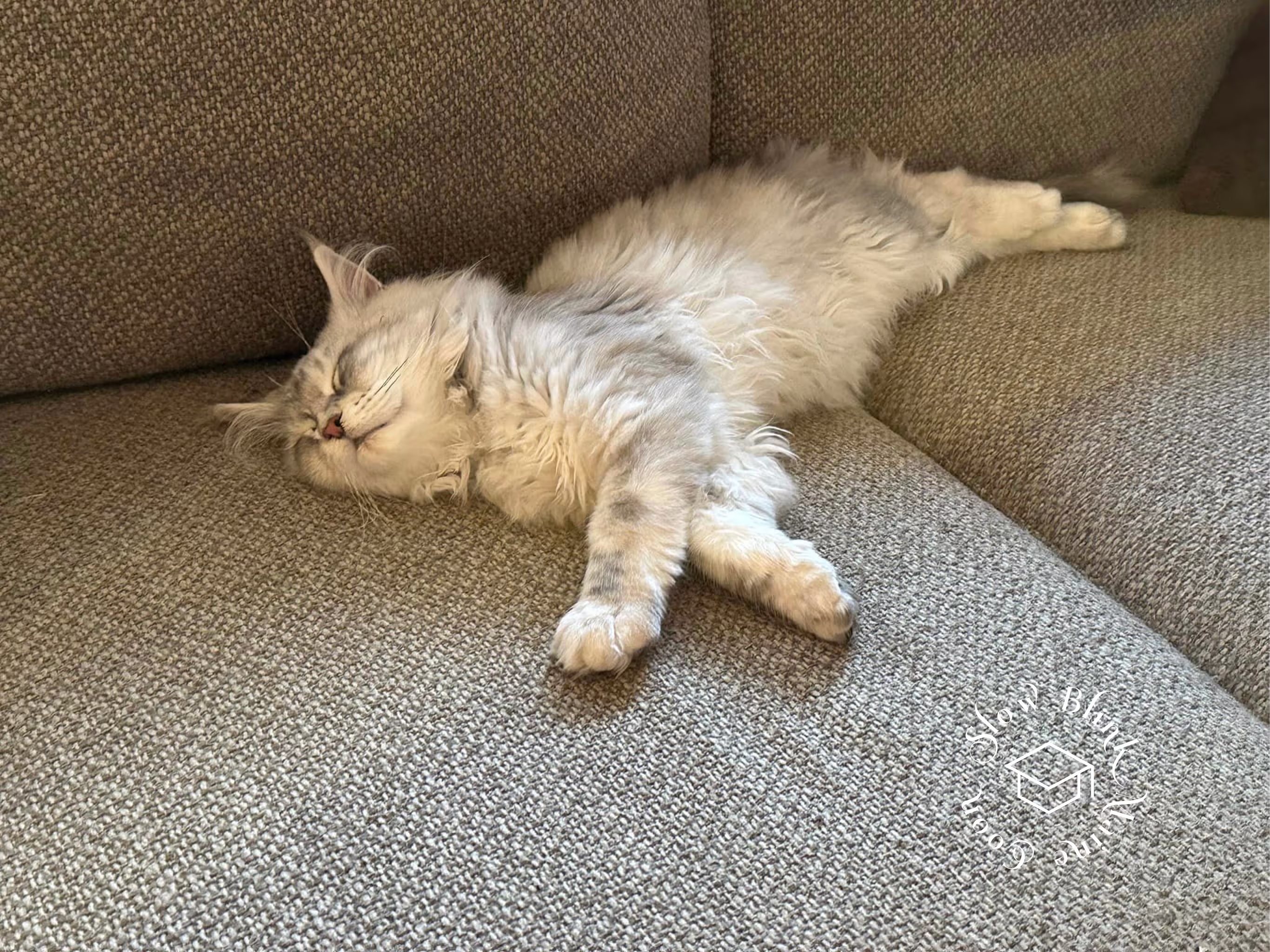 high silver | maine coon kitten | black silver tabby | ems code mco ems 22 | male Customer Pictures of their Maine Coon Cats and Kittens who "Graduated" from SlowBlink MaineCoons > high silver | maine coon kitten | black silver tabby | ems code mco ems 22 | male | idx109