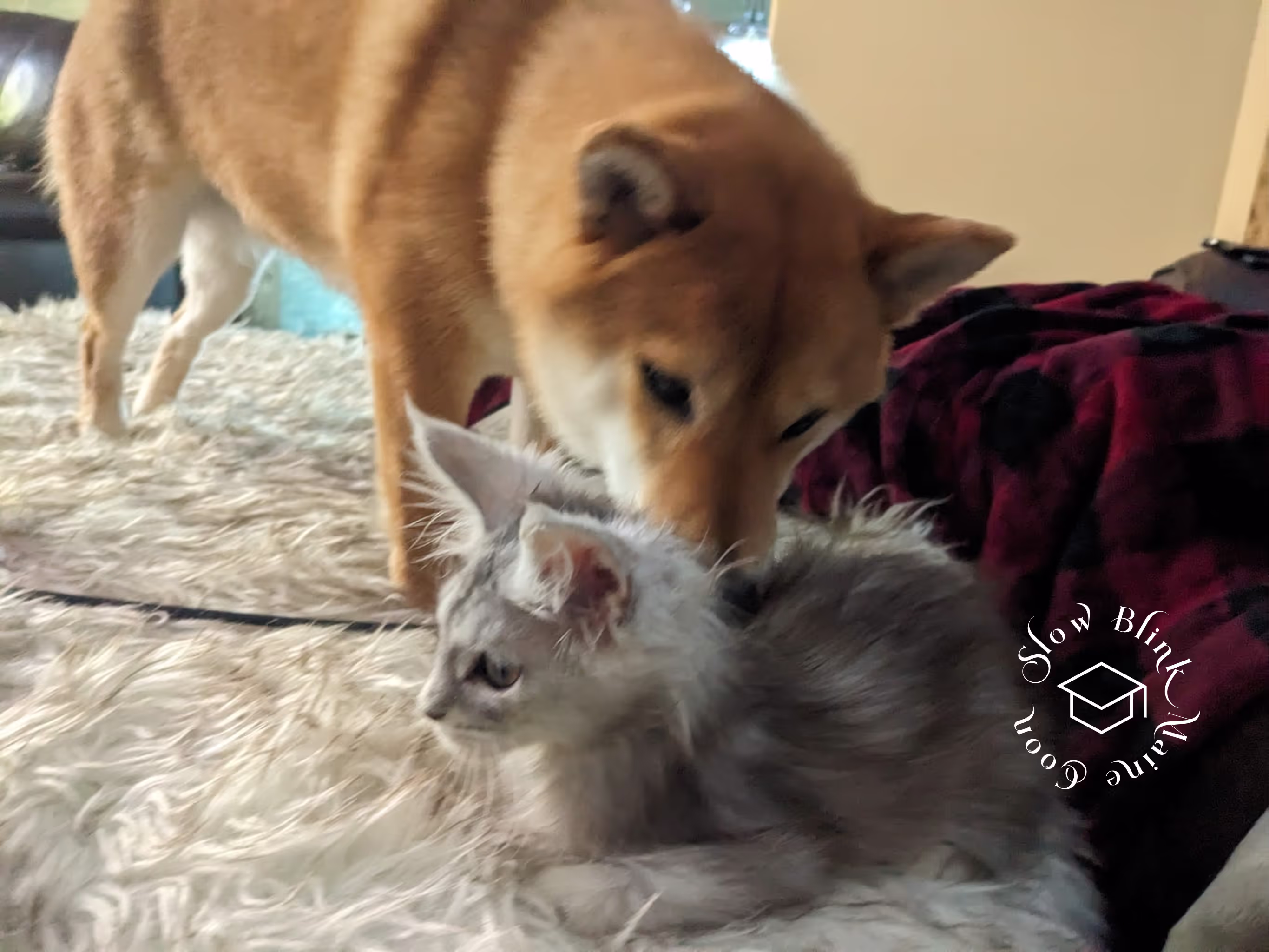 high silver | maine coon kitten | black silver tabby | ems code mco ems 22 | male Customer Pictures of their Maine Coon Cats and Kittens who "Graduated" from SlowBlink MaineCoons > high silver | maine coon kitten | black silver tabby | ems code mco ems 22 | male | idx11