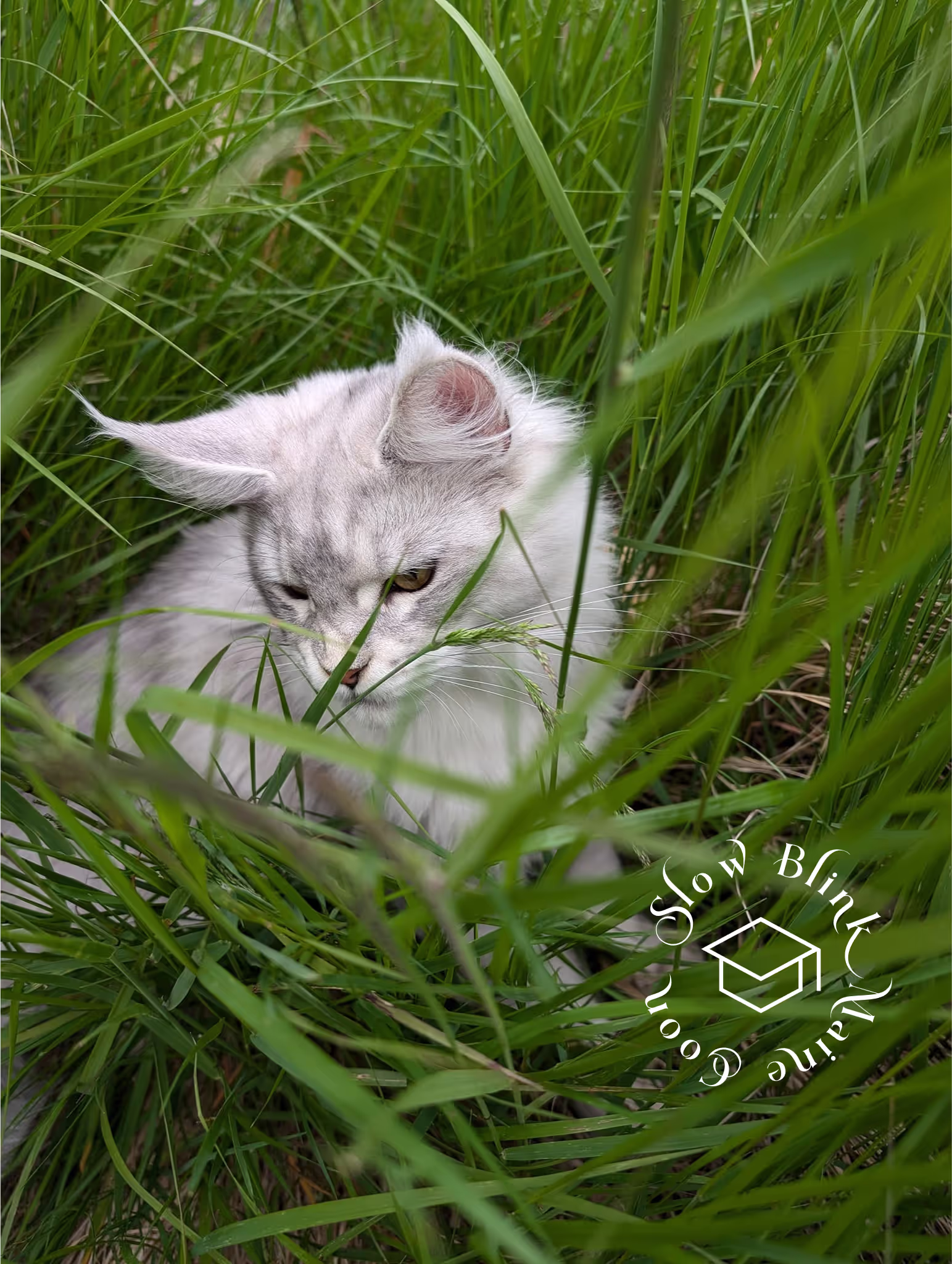 high silver | maine coon kitten | black silver tabby | ems code mco ems 22 | male Customer Pictures of their Maine Coon Cats and Kittens who "Graduated" from SlowBlink MaineCoons > high silver | maine coon kitten | black silver tabby | ems code mco ems 22 | male | idx110